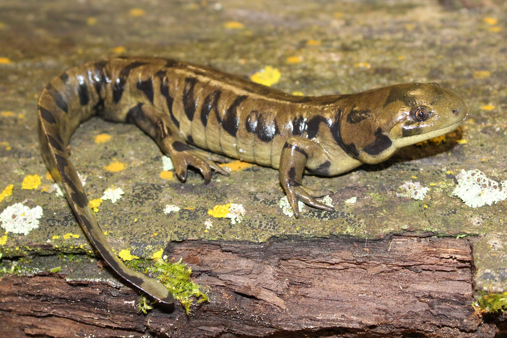 Western Tiger Salamander (Ambystoma mavortium) - Amphibians and ...