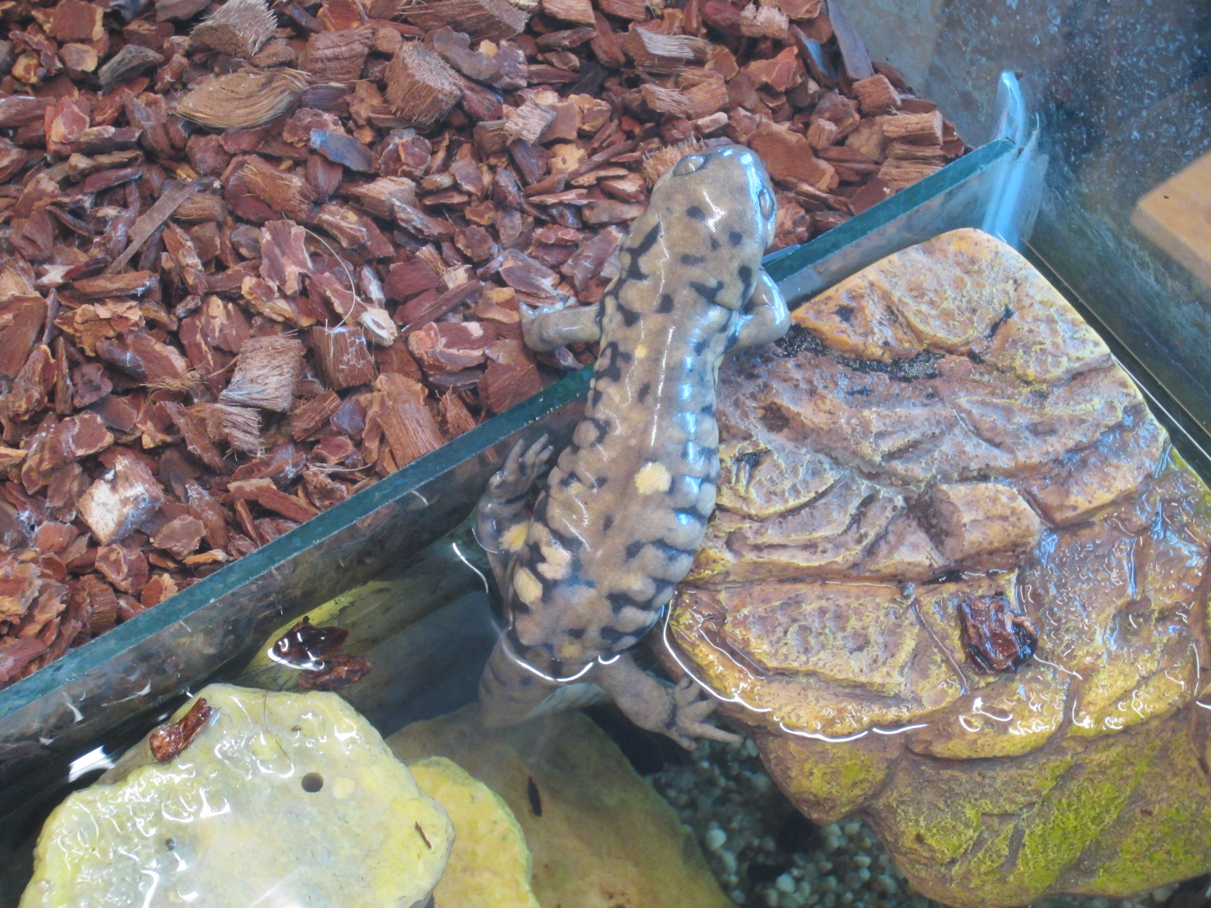 File:Grey barred tiger salamander Manitoba.jpg - Wikimedia Commons