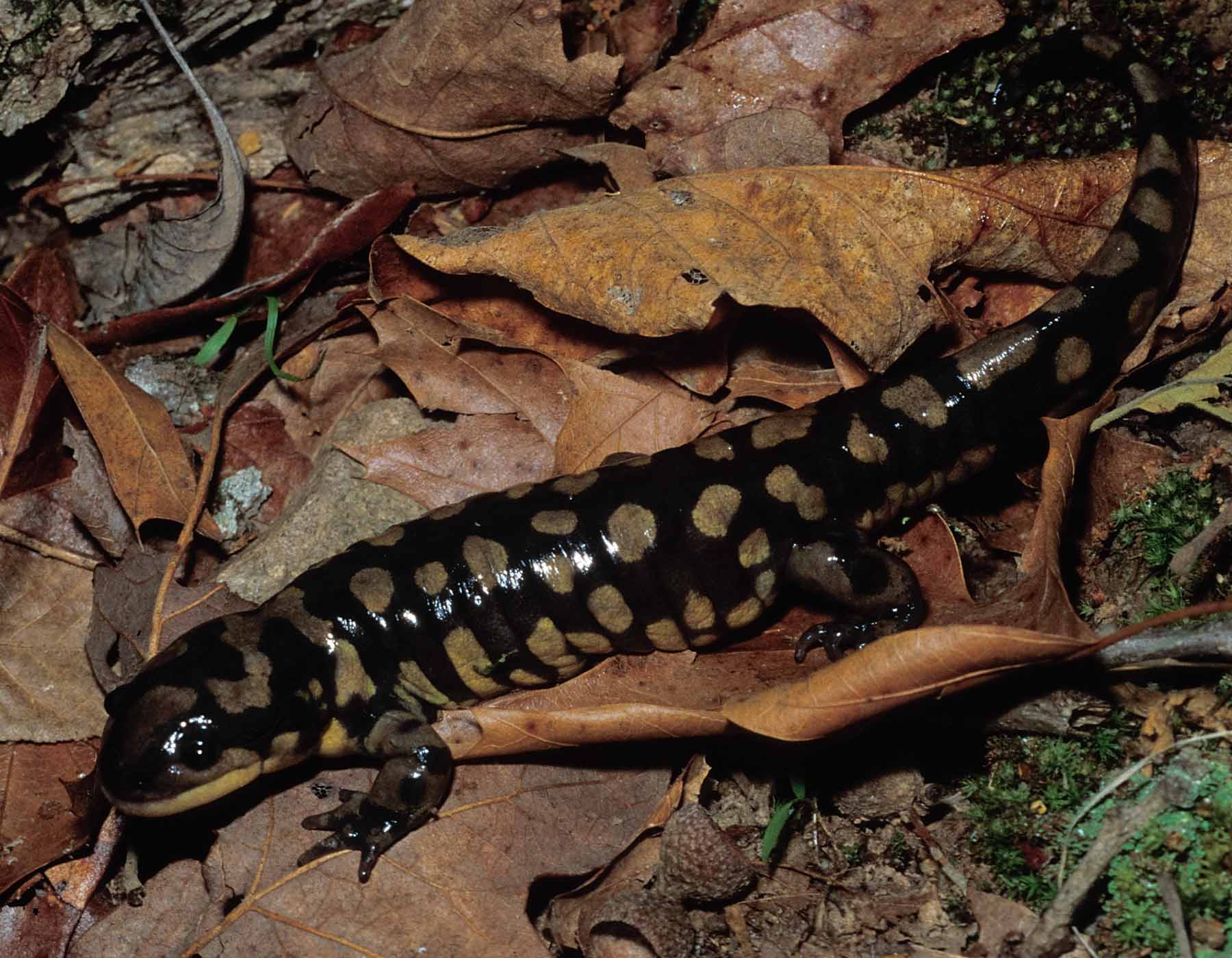Eastern Tiger Salamander | MDC Discover Nature