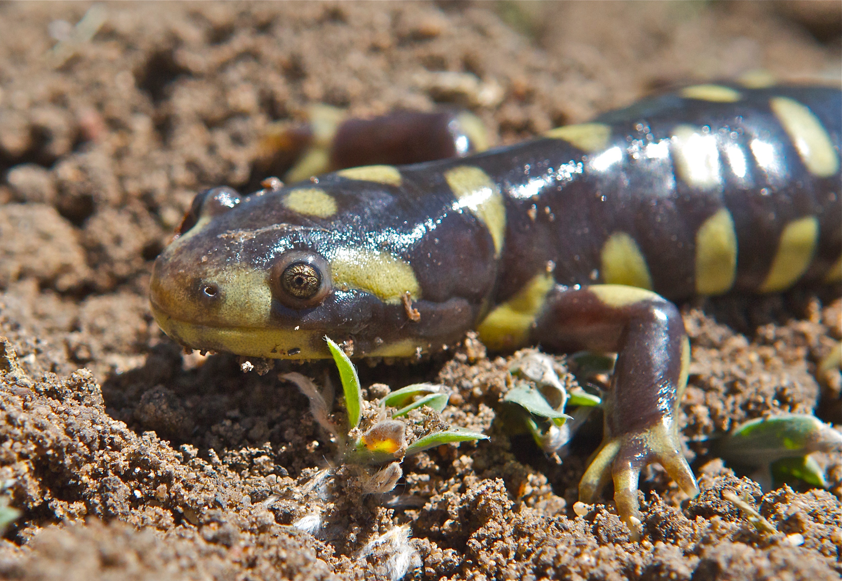 Tiger Salamander - Plants and Animals of Northeast Colorado