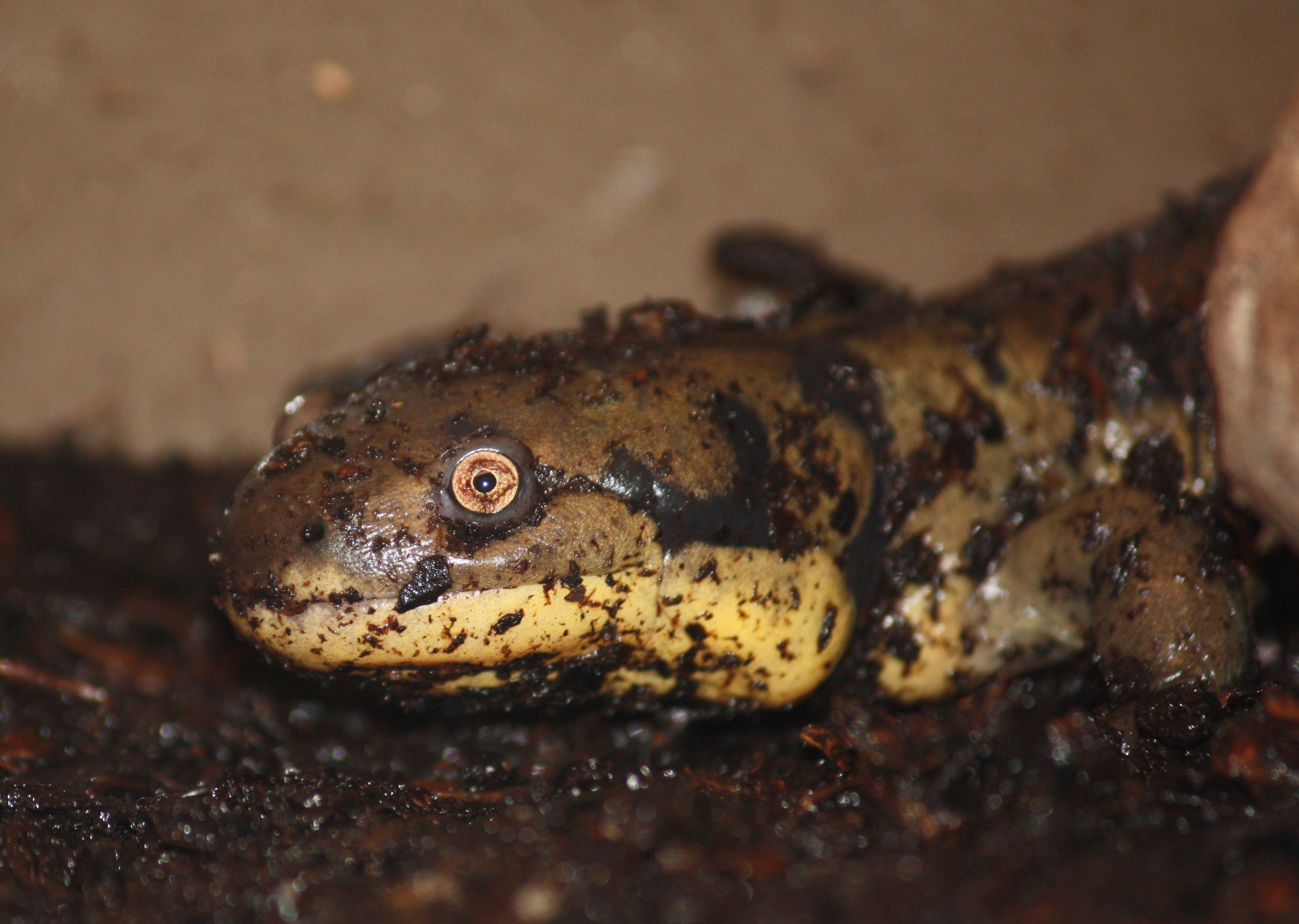 File:Eastern Tiger Salamander.jpg - Wikimedia Commons