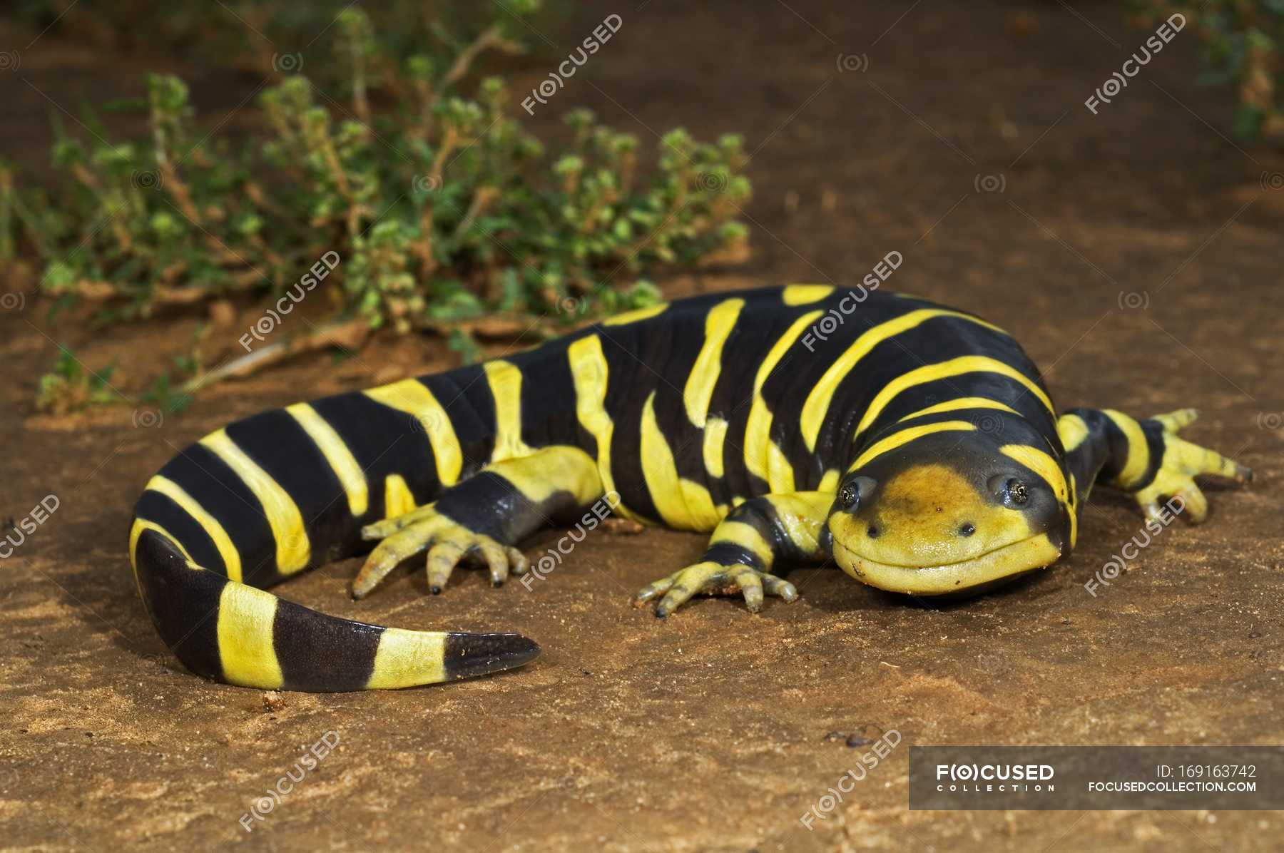 Texas Barred Tiger Salamander — Stock Photo | #169163742