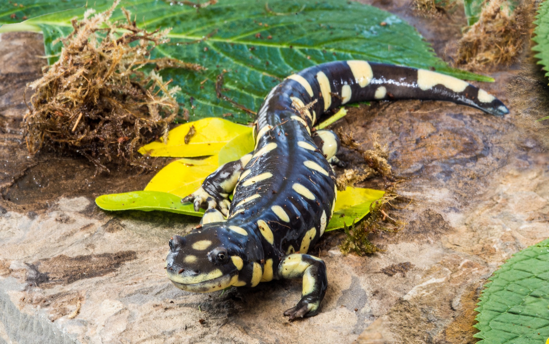 Bay Area Reptiles and Amphibians Workshop - Lindsay Wildlife Experience
