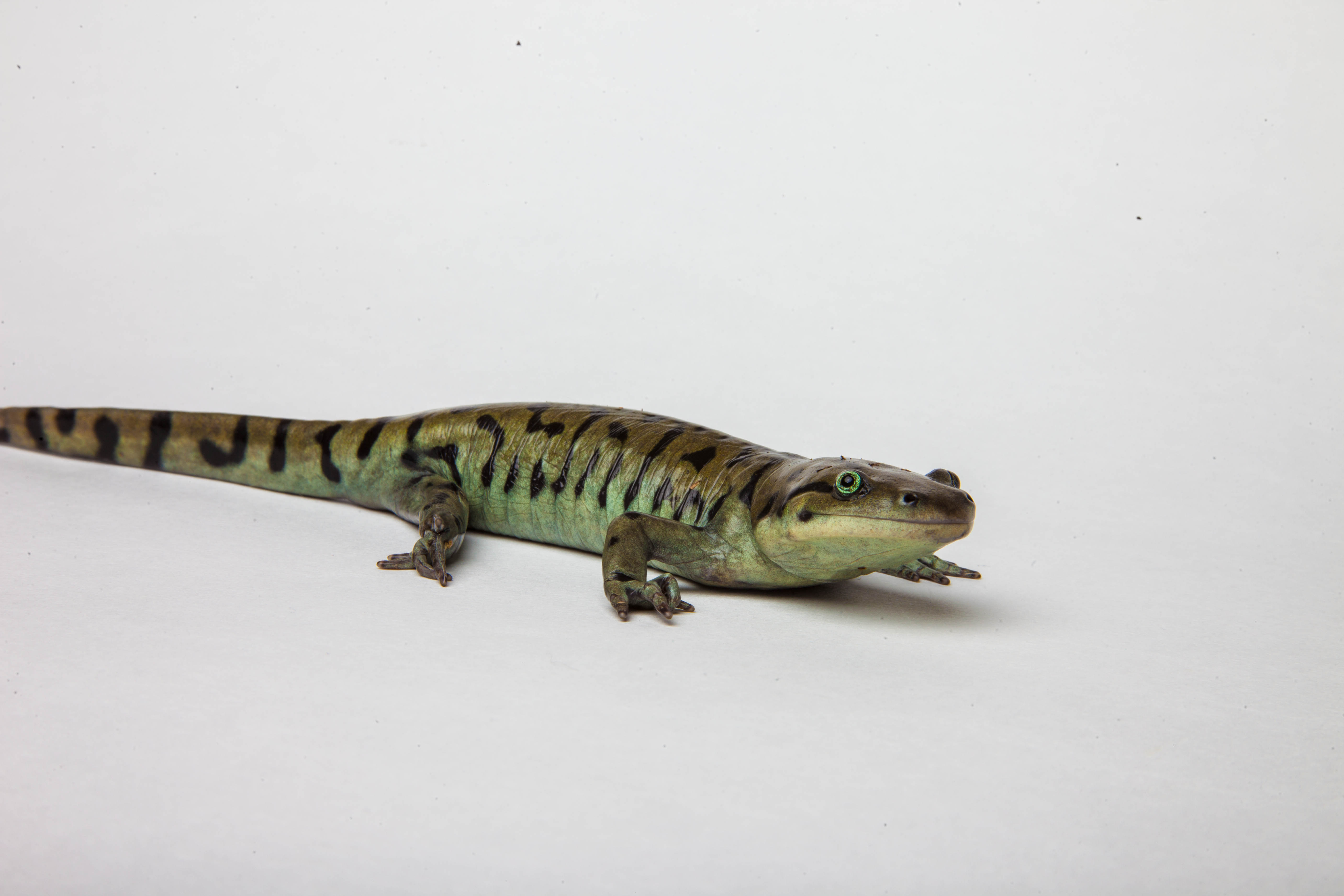 Tiger salamander isolated on white photo