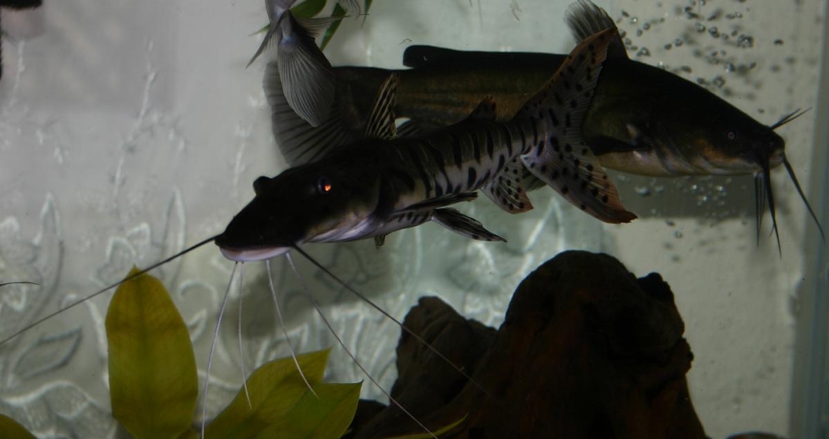 Tiger shovelnose catfish with a bullhead photo
