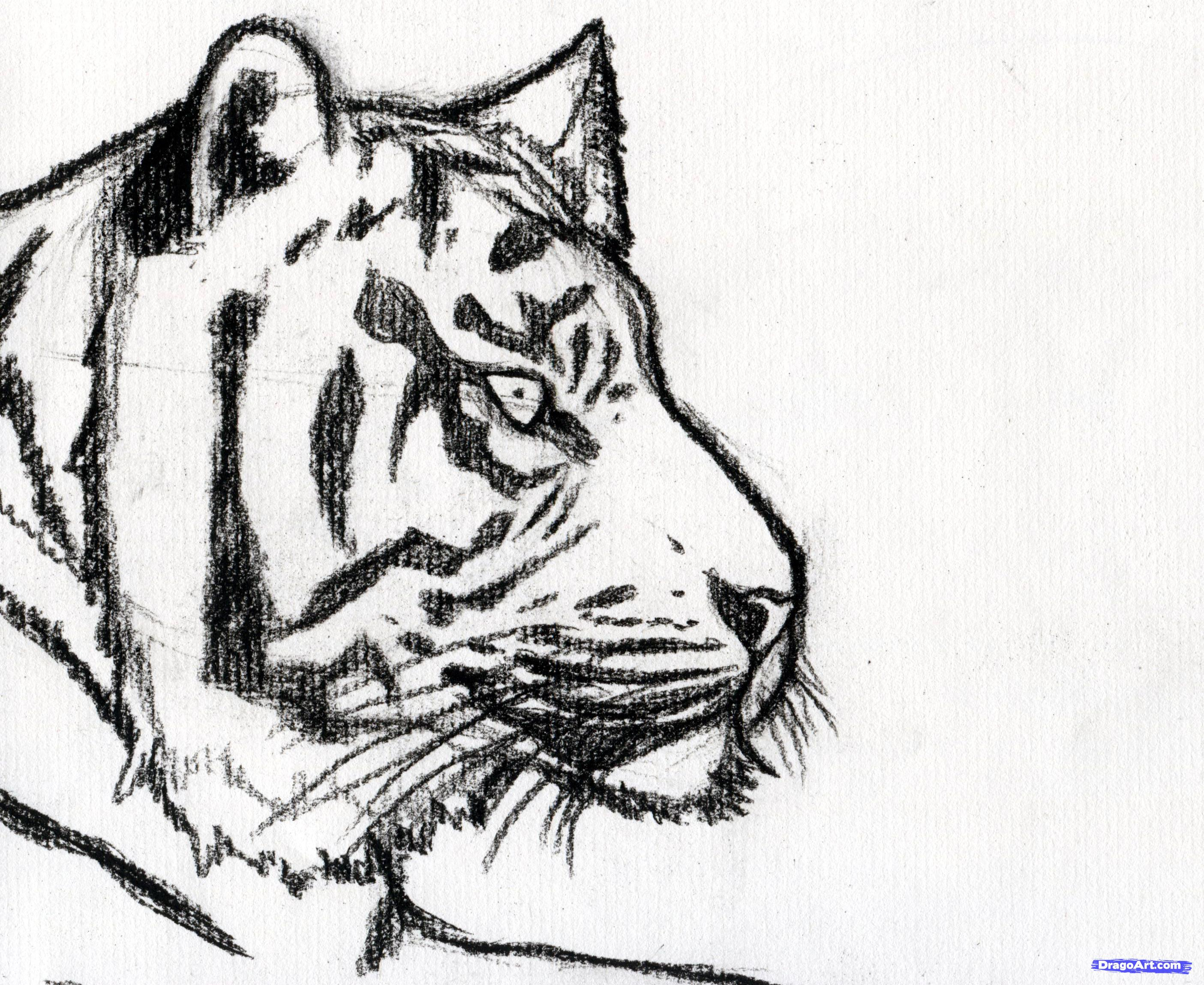 A Portrait of a Tiger S Face Stock Illustration - Illustration of portrait,  black: 141098234