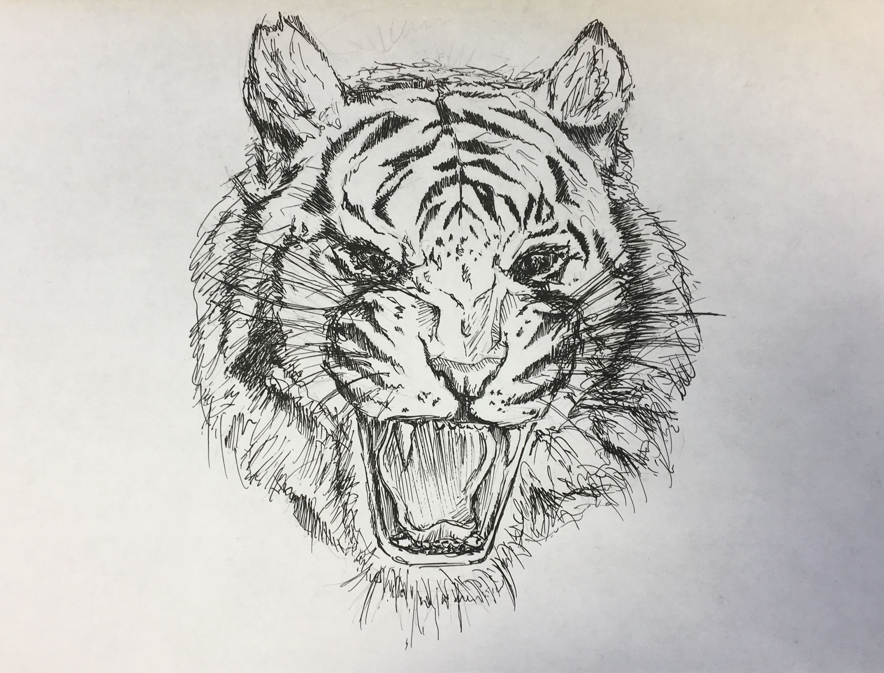 short tiger sketch #sketch #tiger #fineliner #muji | Animals ...