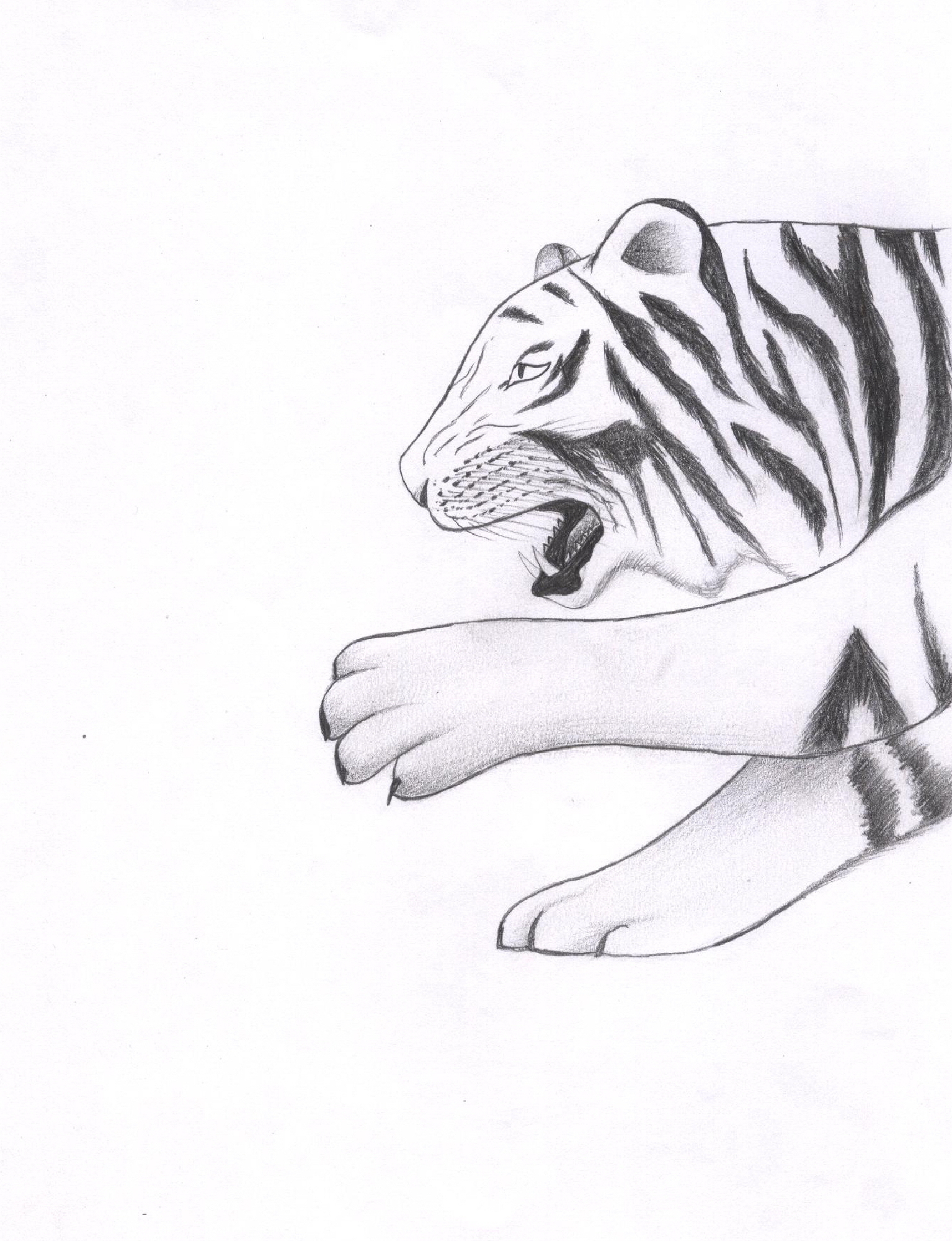 Premium AI Image  Pencil sketch drawing cute tiger animal AI Generated