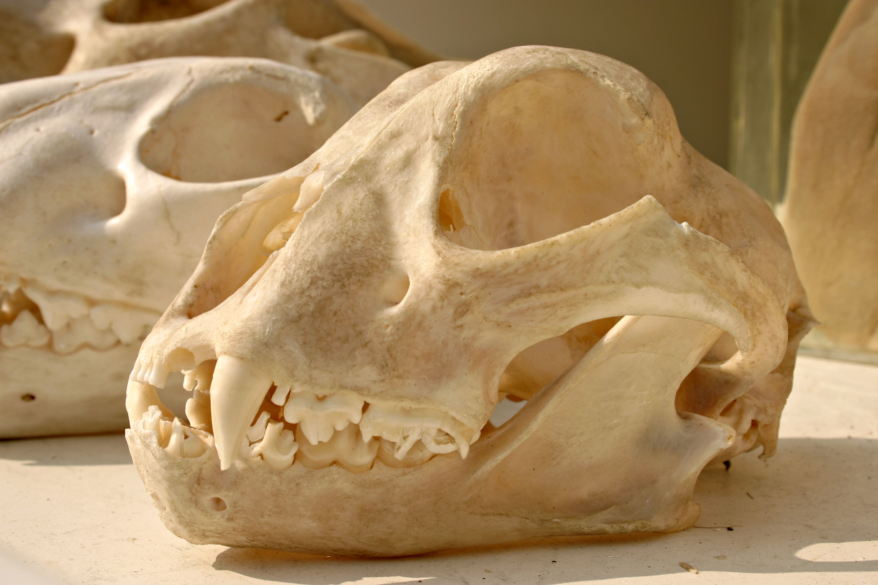 Tiger skull photo