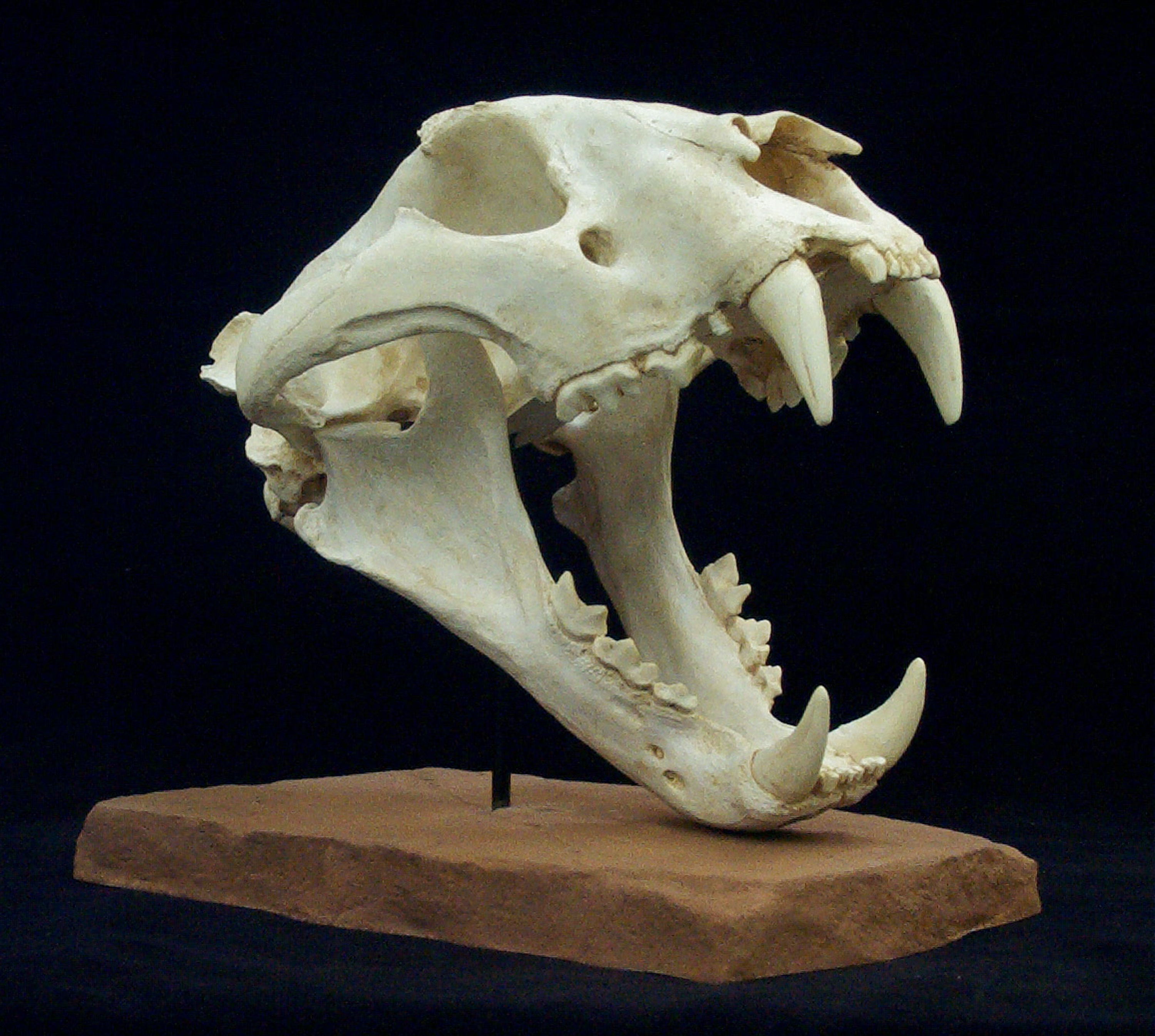 Sumatran Tiger Skull - Gaston Design, Inc.