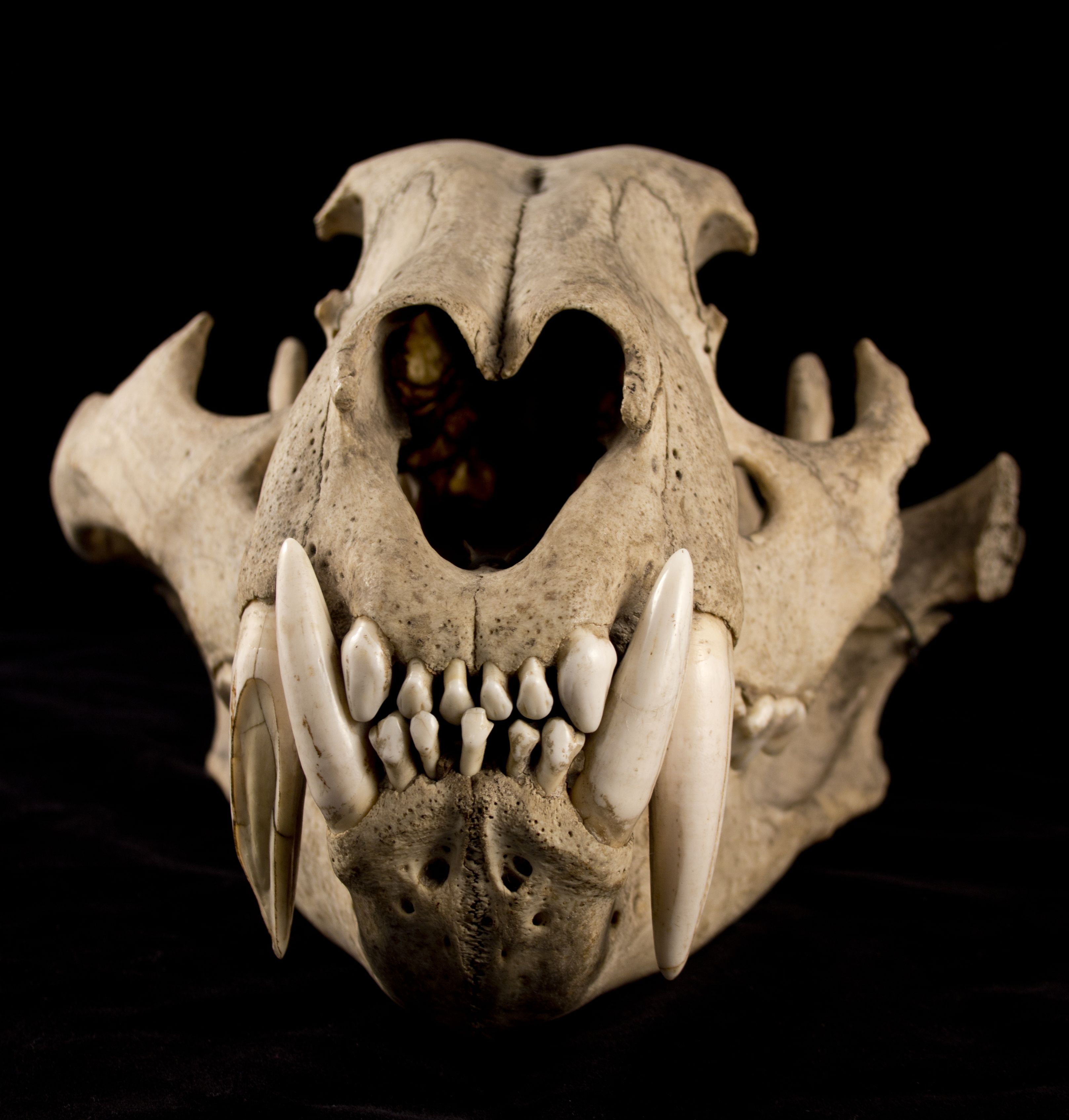 Cat Skull Front Saber tooth ti | Places to Visit | Pinterest | Cat ...