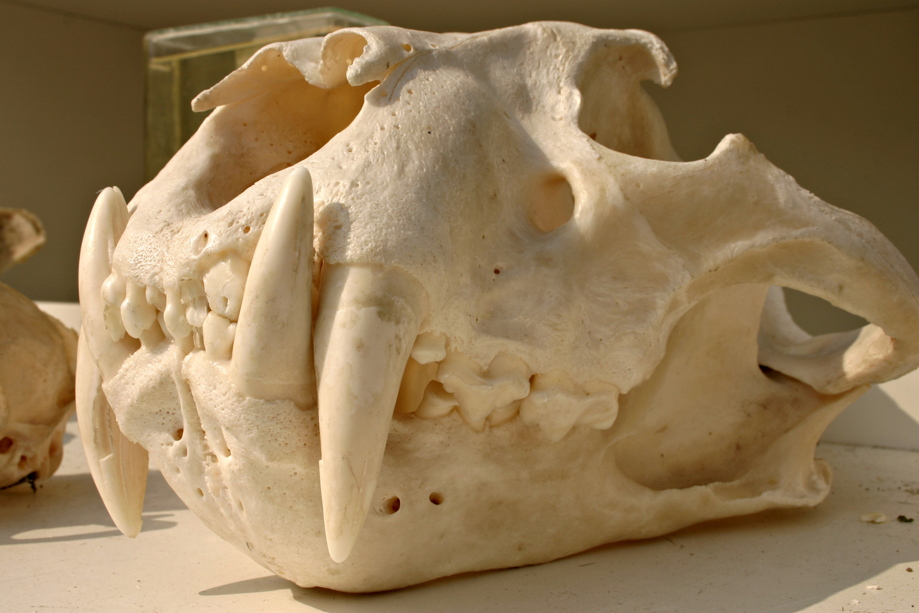 Tiger skull photo