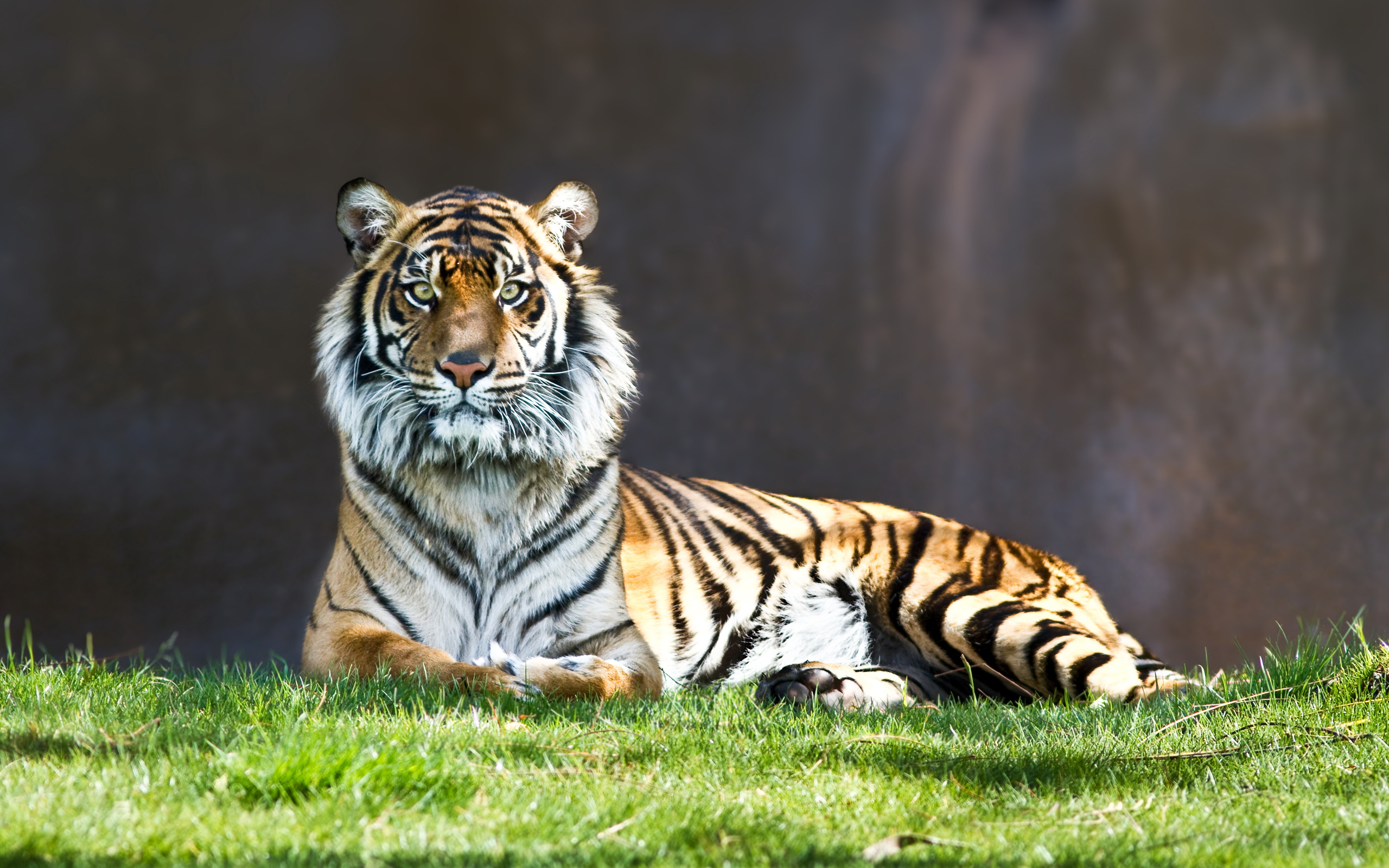 Download tiger staring wallpaper & Background Free - Images, Photos ...