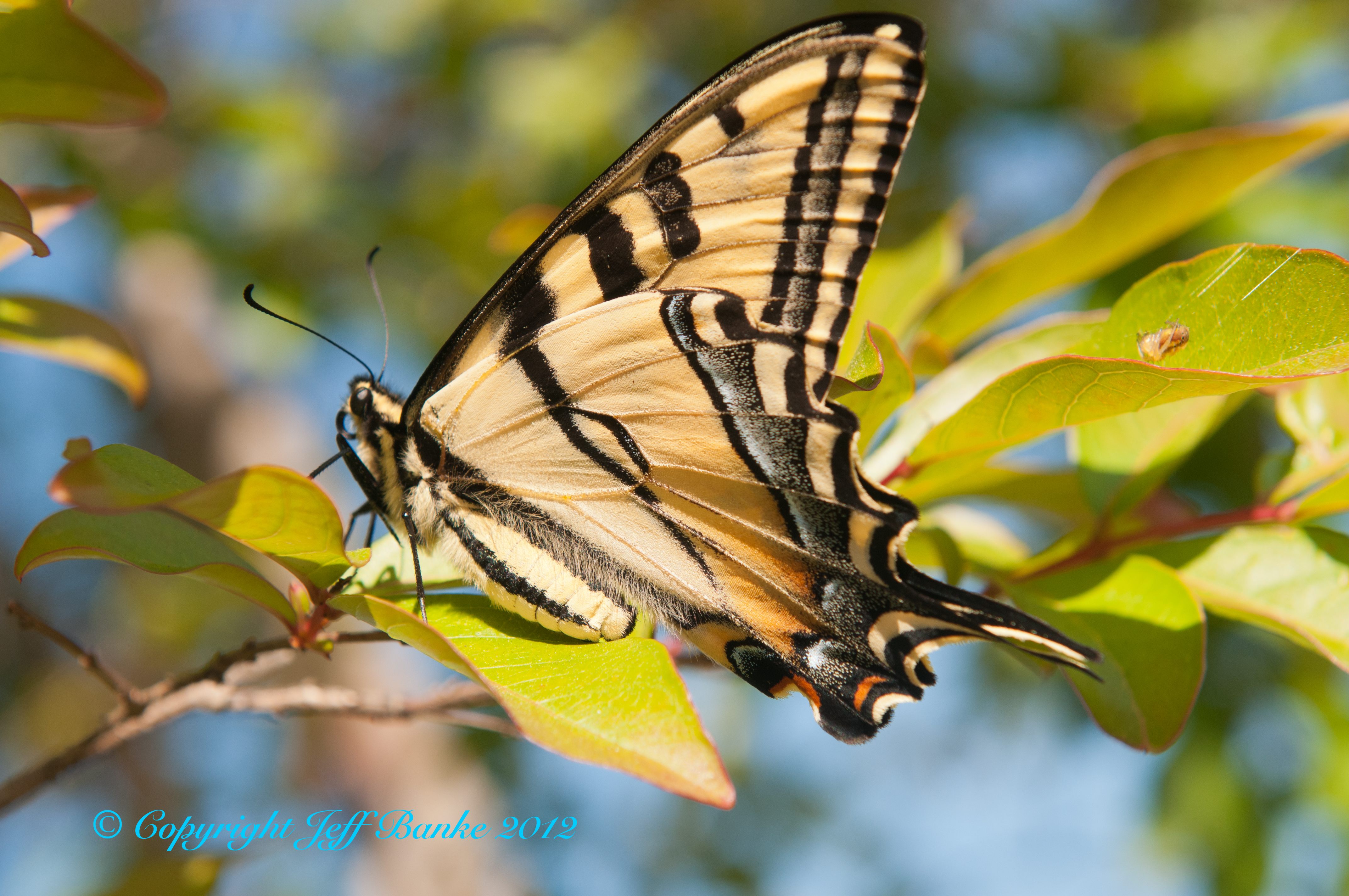 Western Tiger Swallowtail Papilio rutulus Lucas, 1852 | Butterflies ...