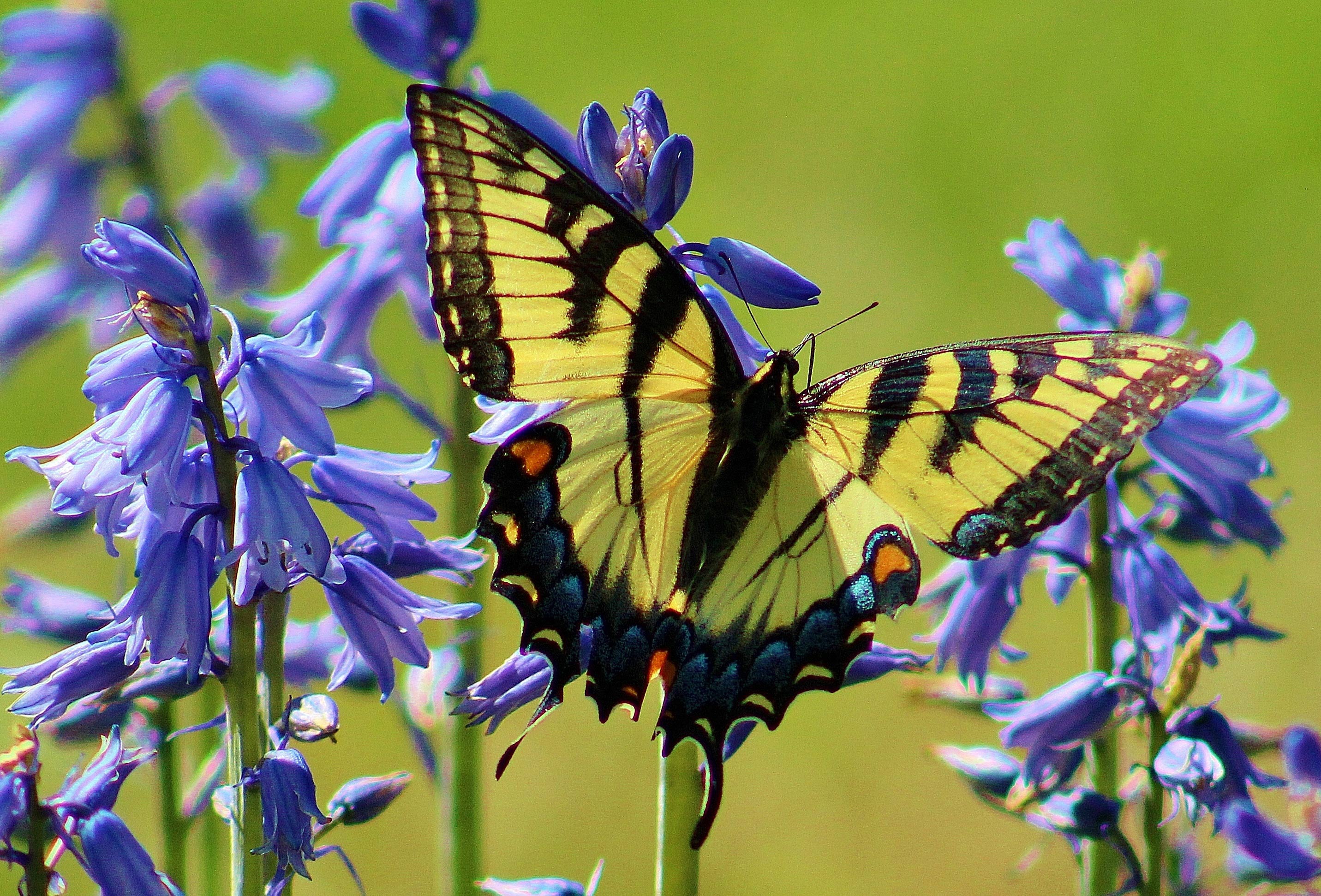 Eastern Tiger Swallowtail - Alabama Butterfly Atlas