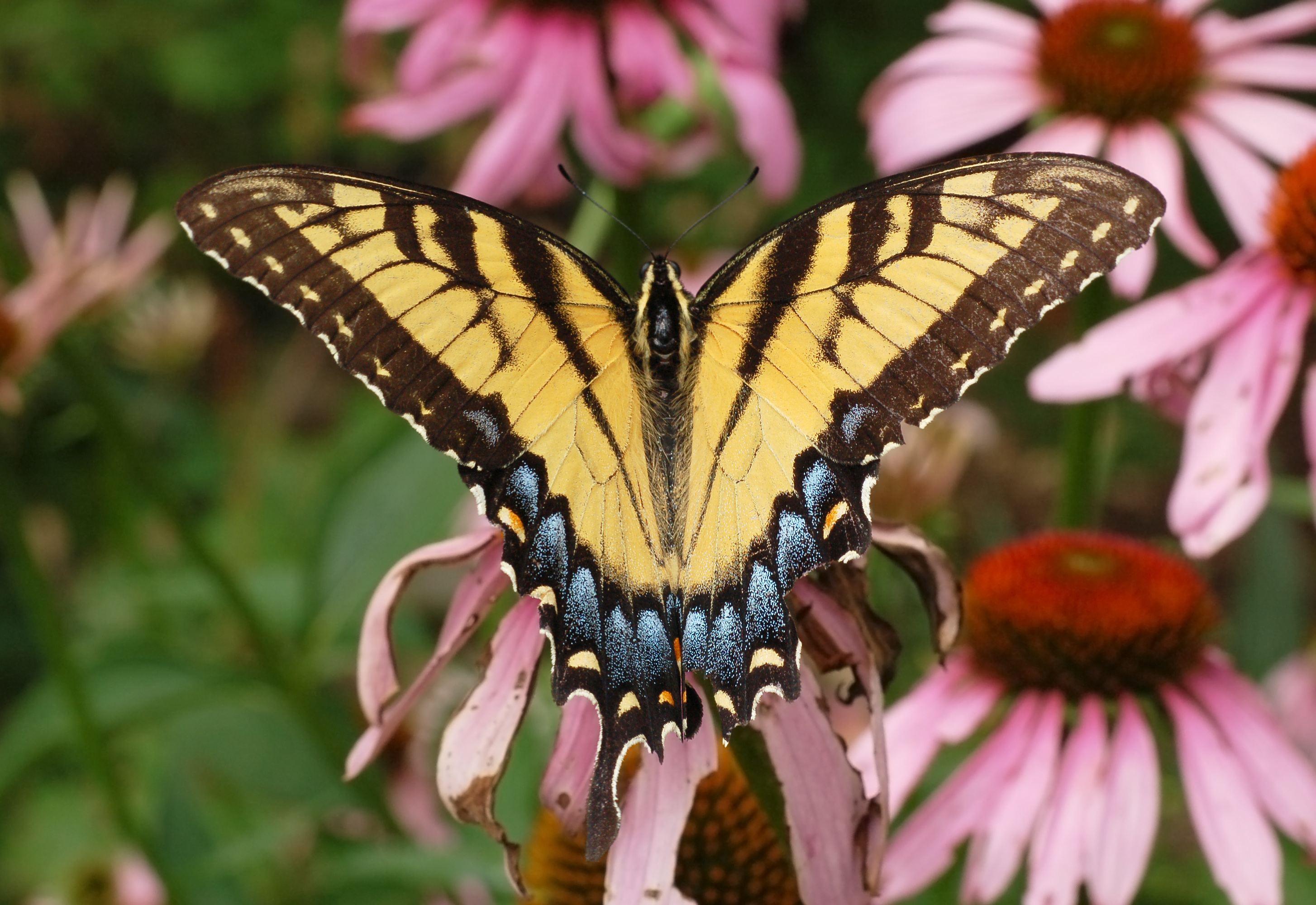File:Eastern Tiger Swallowtail Papilio glaucus Wings 2908px.jpg ...