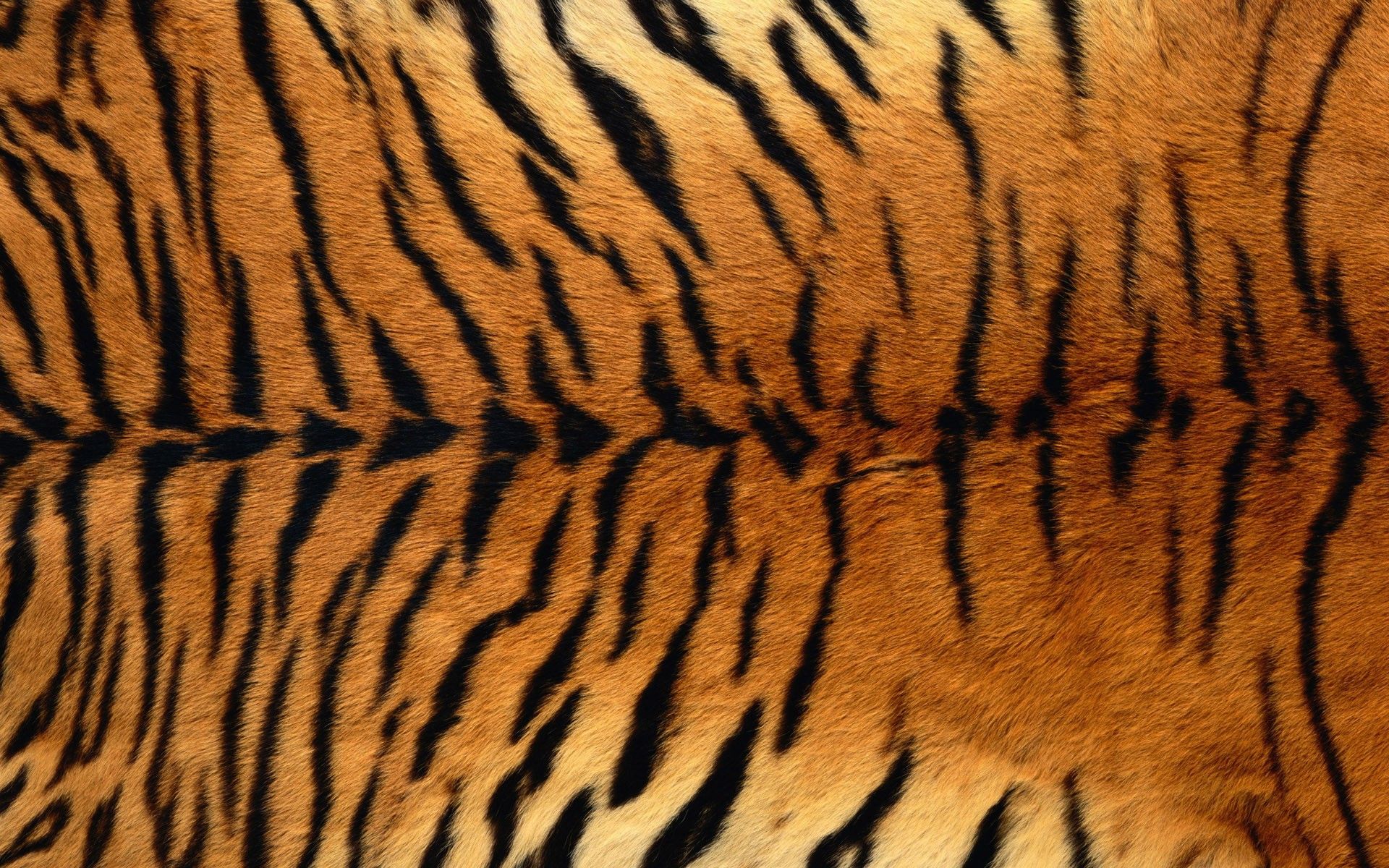 Free photo: Tiger Texture - Animal, Design, Jungle - Free Download - Jooinn