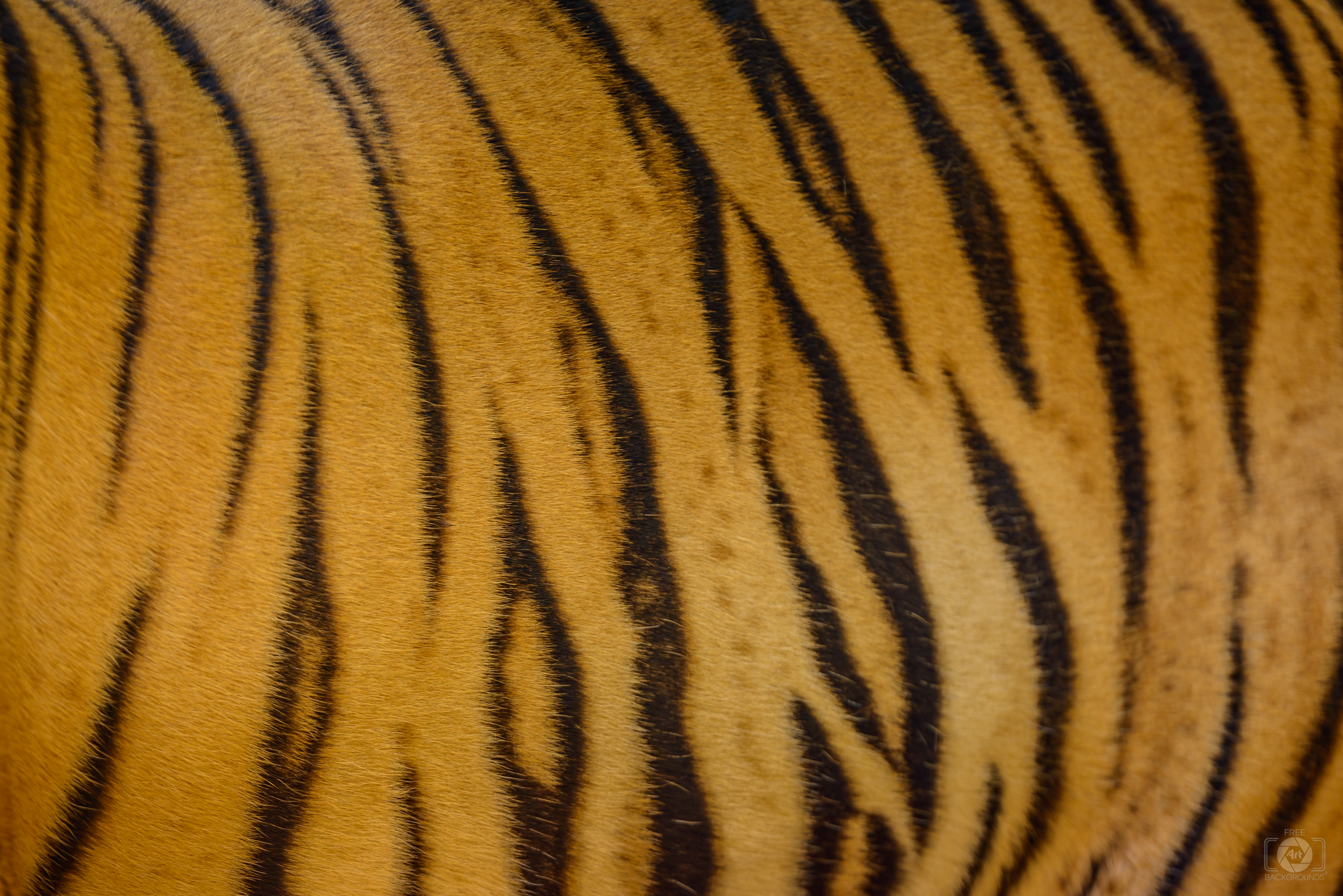 Tiger Skin Texture - High-quality Free Backgrounds
