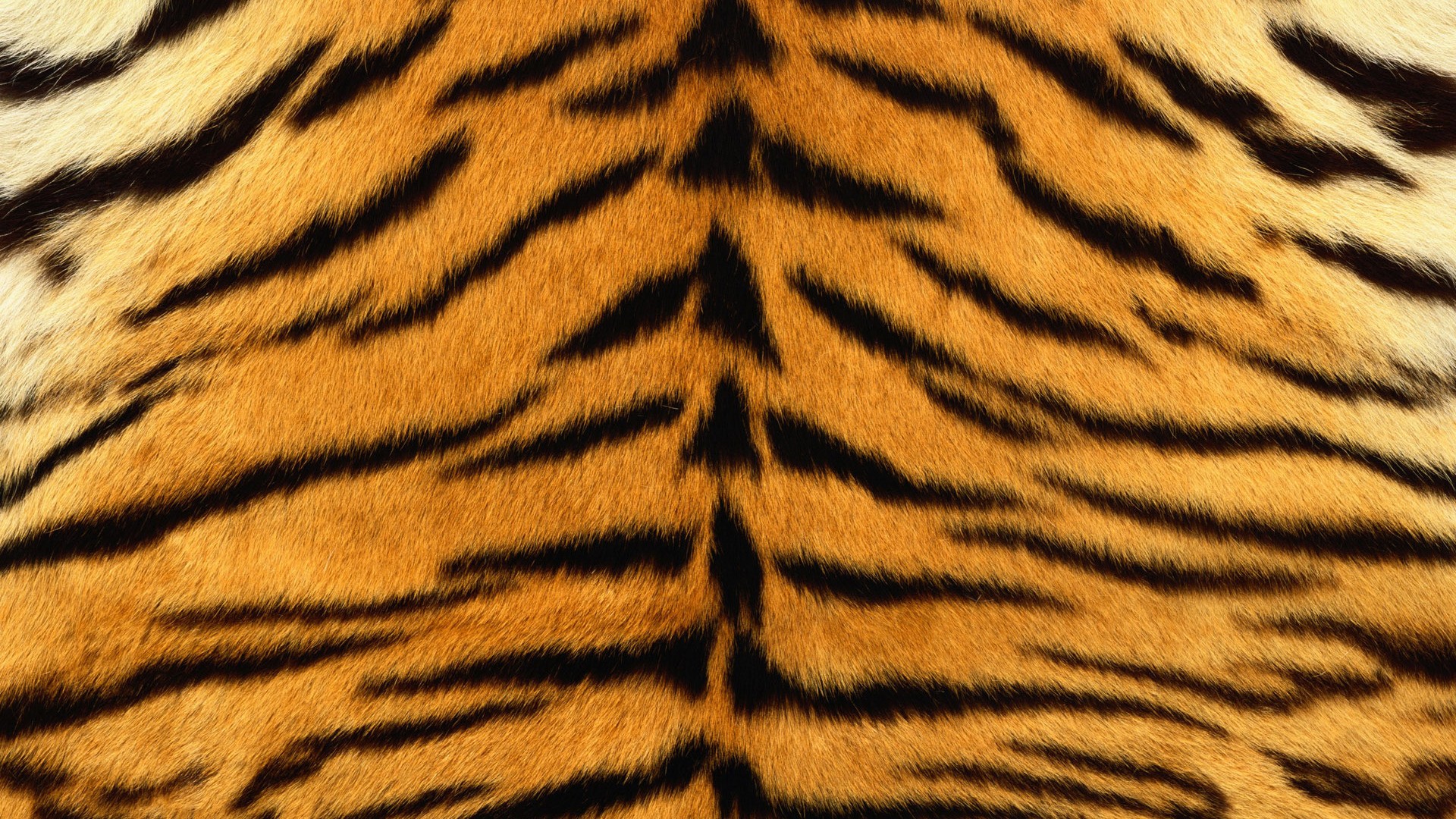 Download Tigers Fur Wallpaper 1920x1080 | Wallpoper #310860