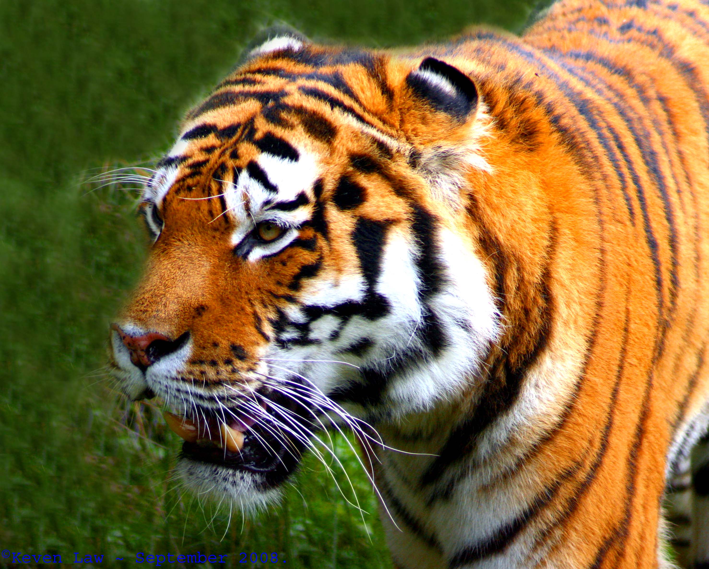 File:Flickr - law keven - Tiger, Tiger, Burning bright.....jpg ...