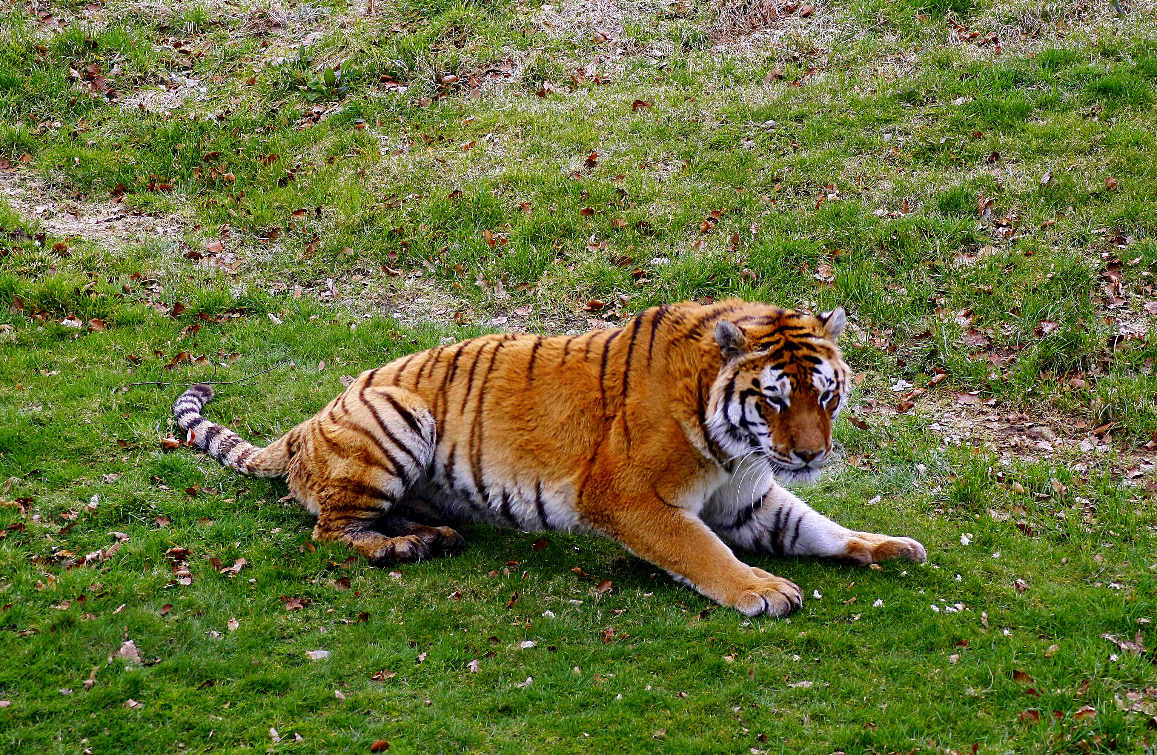 Tiger tiger photo
