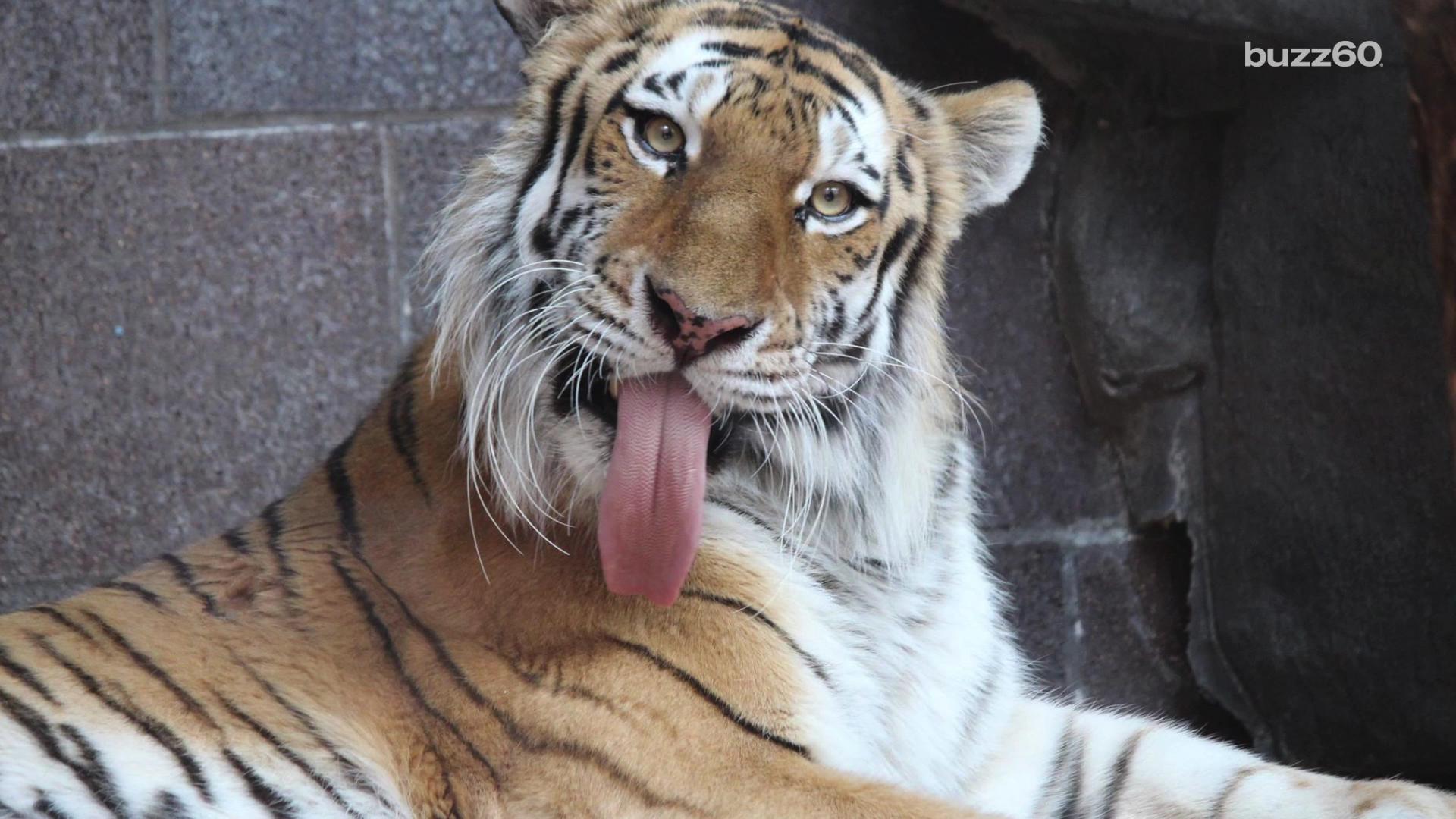 Drunk woman bitten by a tiger after sneaking into a zoo