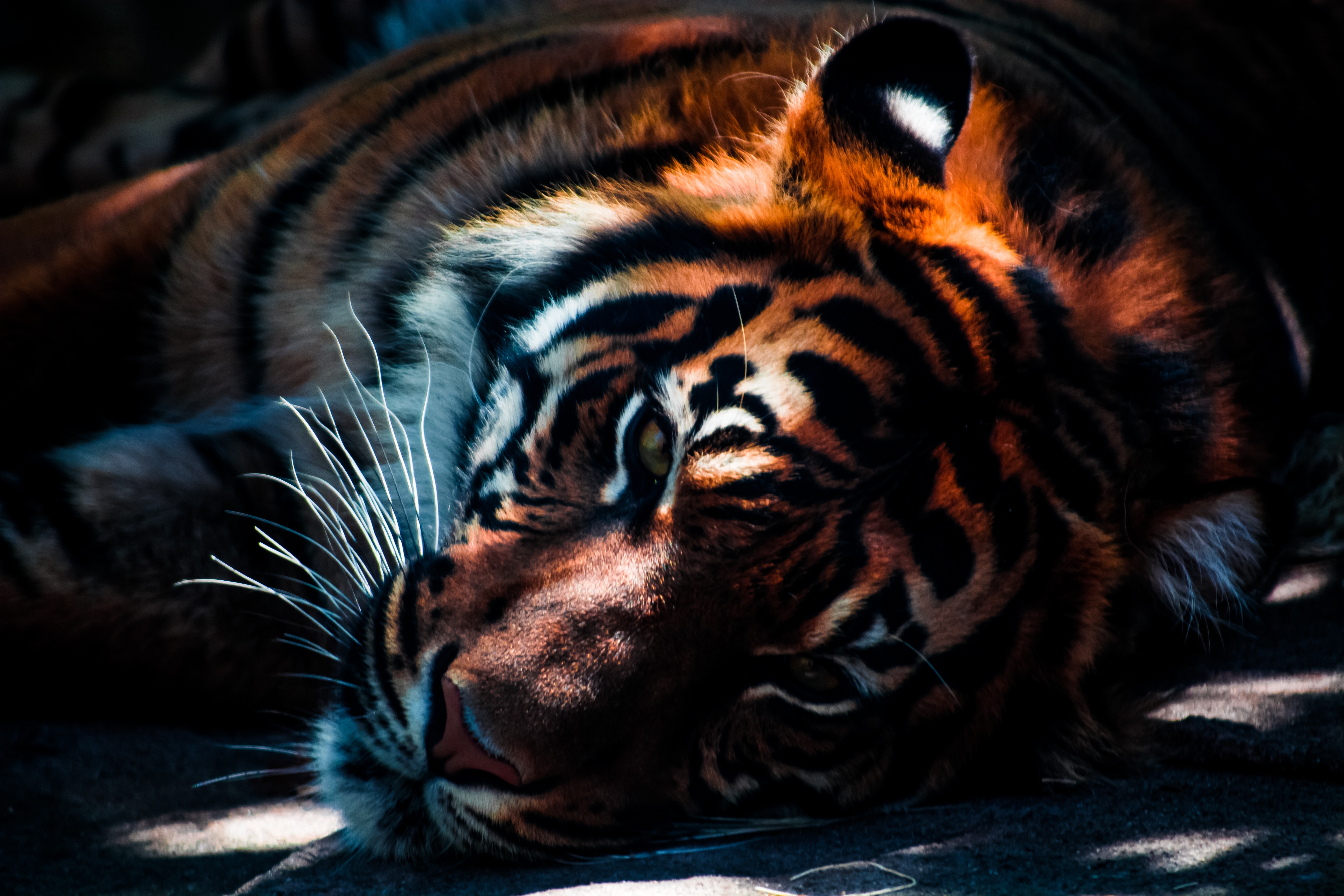 Tiger, Animal, Bengal, Fast, Fierce, HQ Photo
