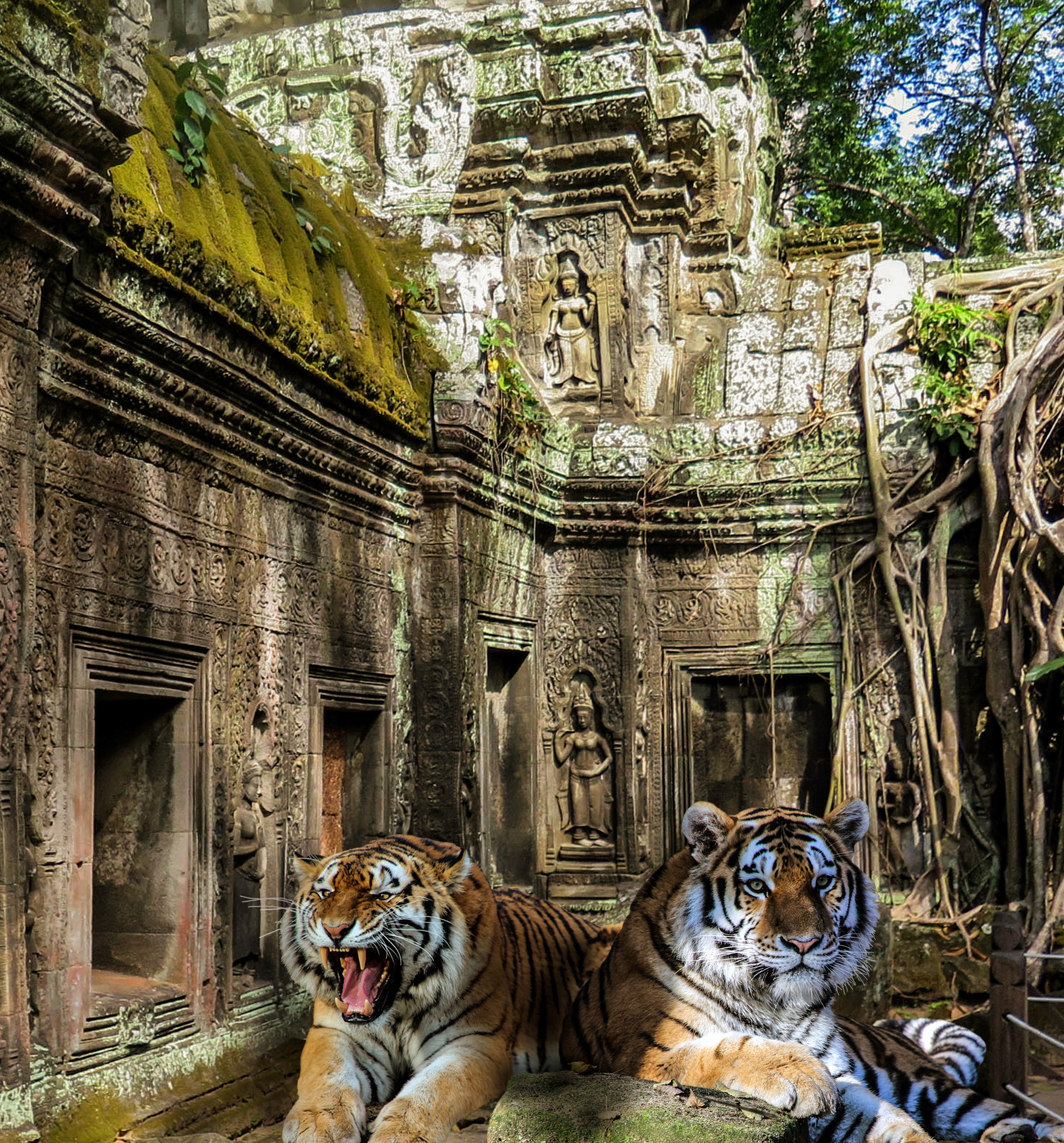 Tigers in the temple photo