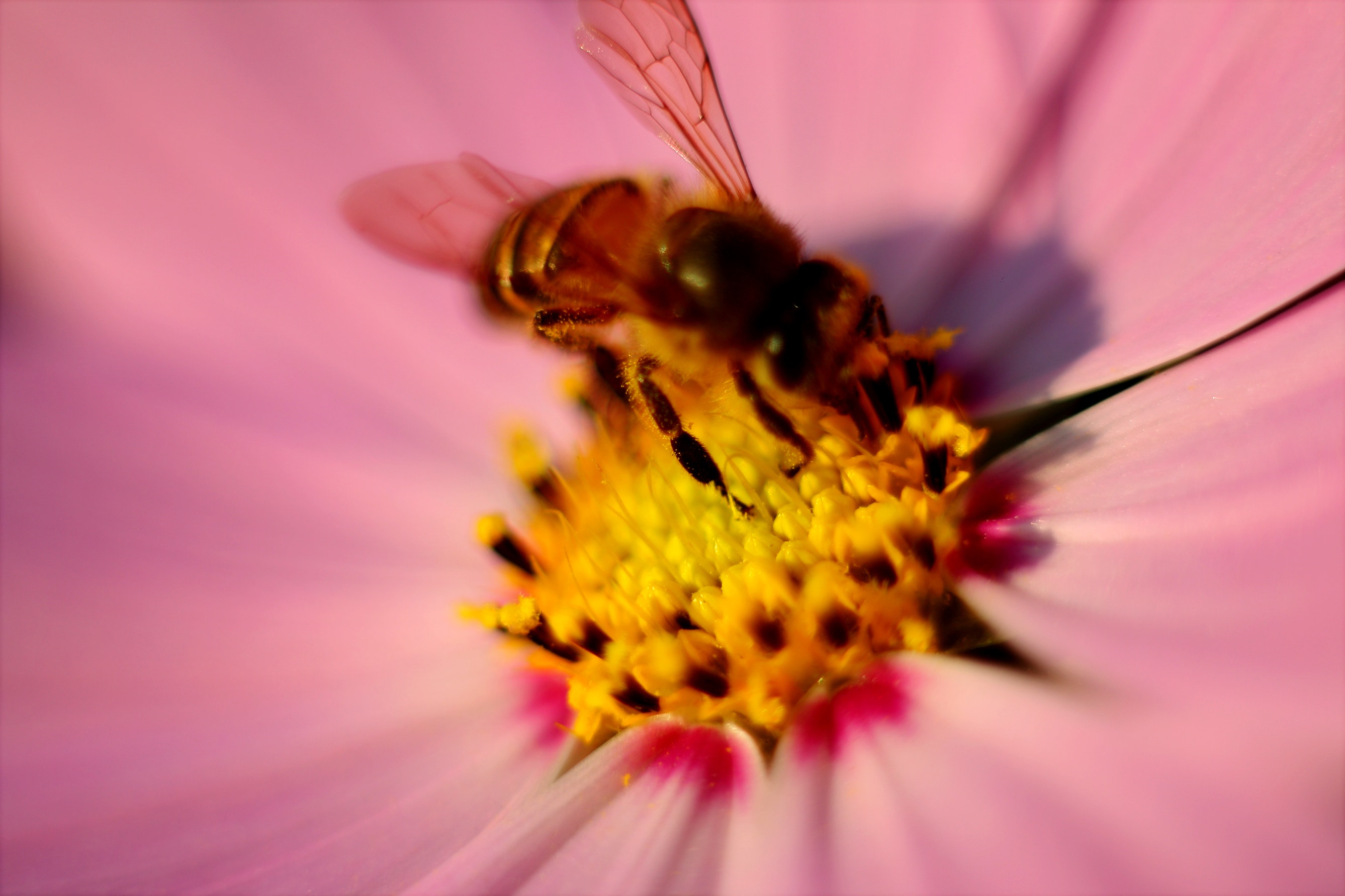 Tilt Photography of Brown Honey Bee on Pink Petaled Flower Pollen, Bee, Honey bee, Shadow, Pollination, HQ Photo