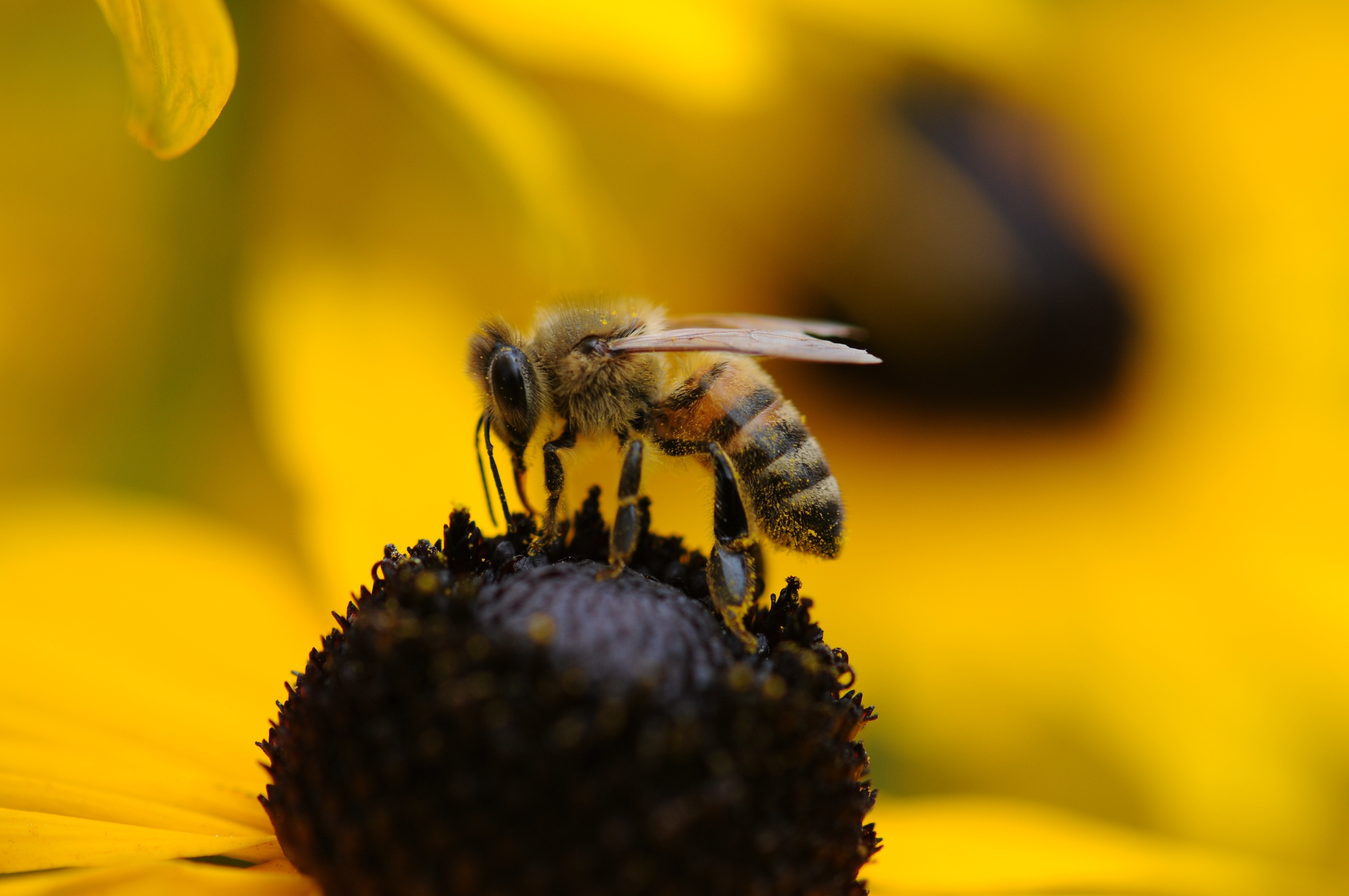Tilt shift lens photography of yellow and black bee