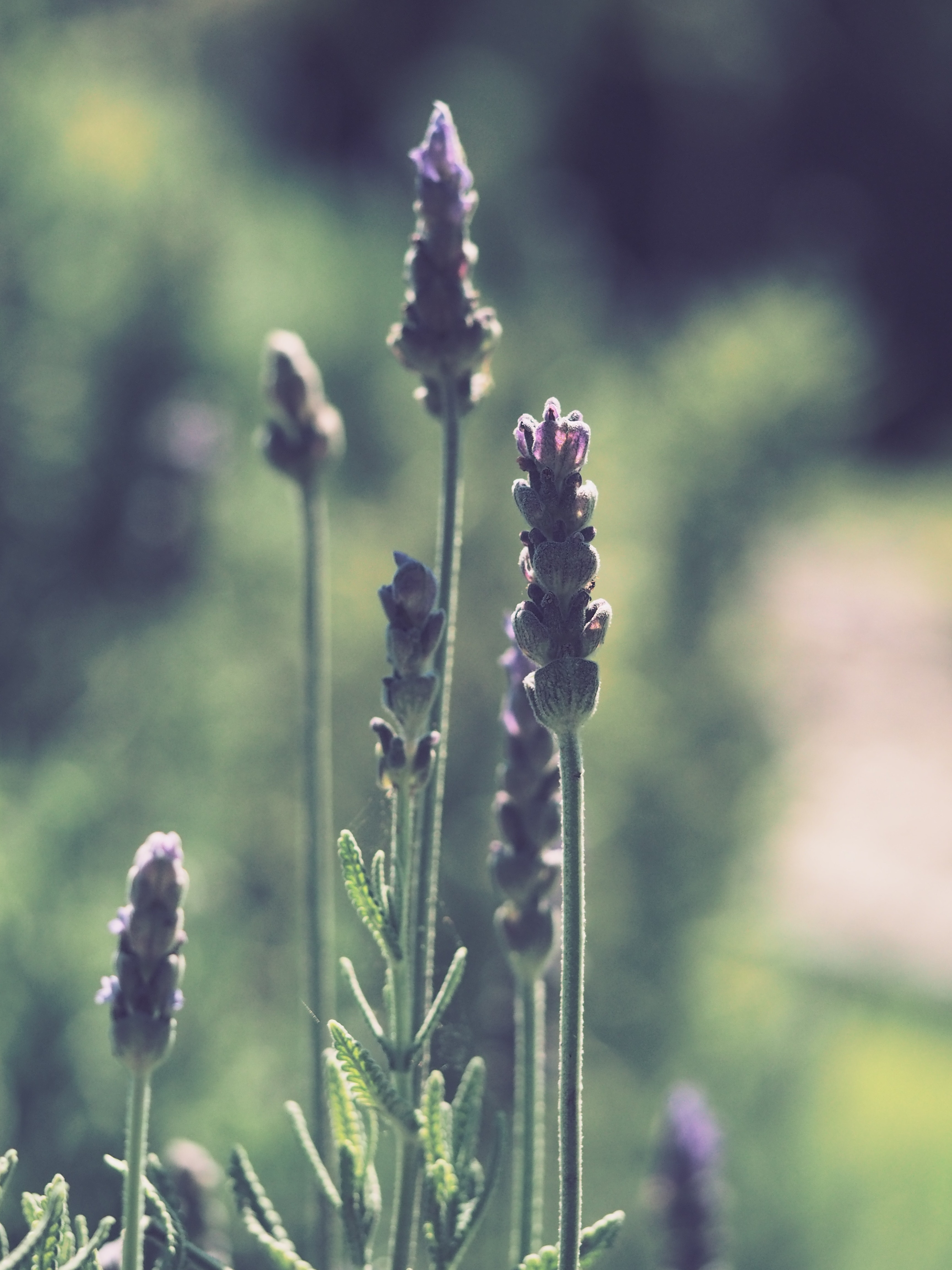 Tilt shift photography of lavender