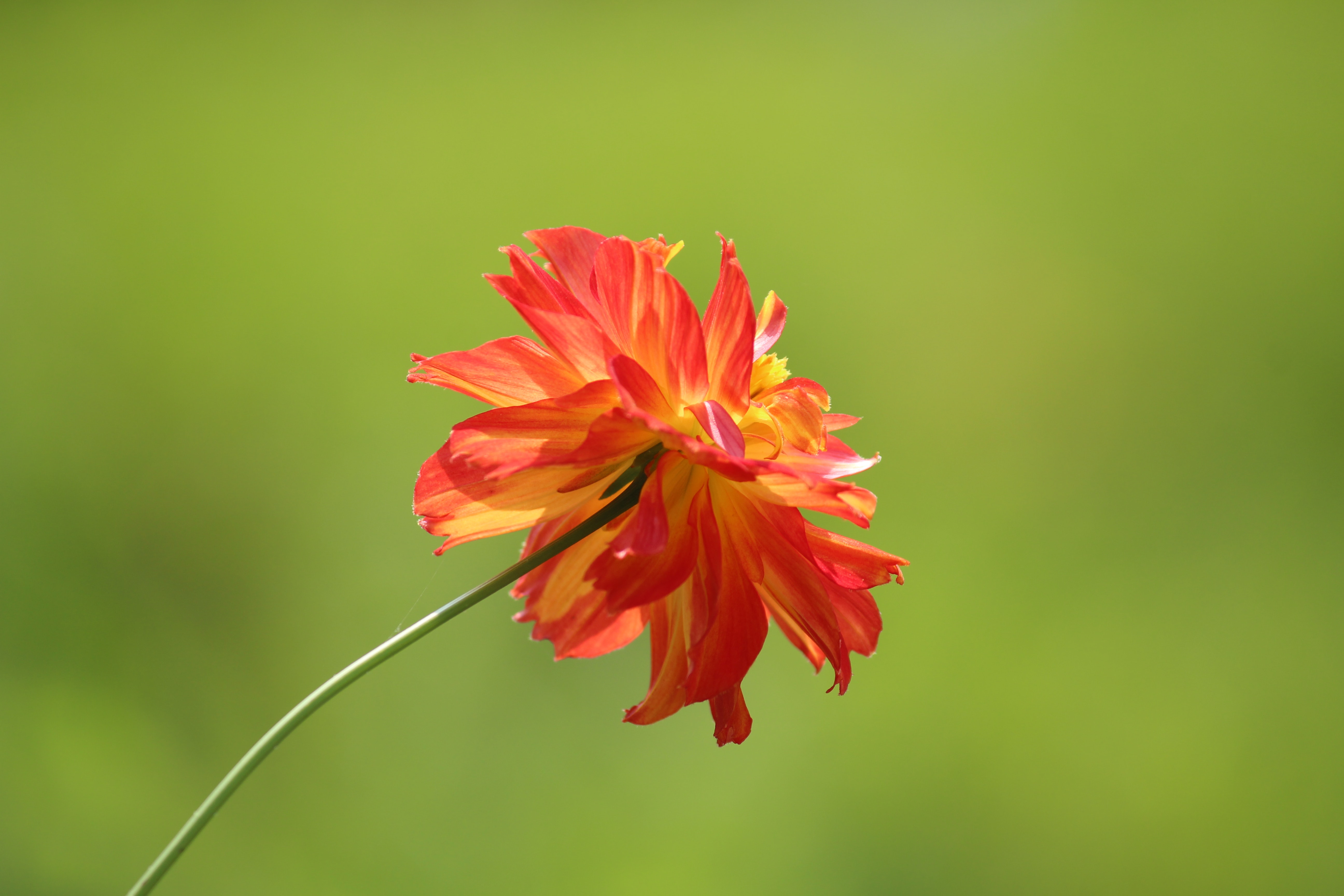 Tilt shift photography of red and yellow flower