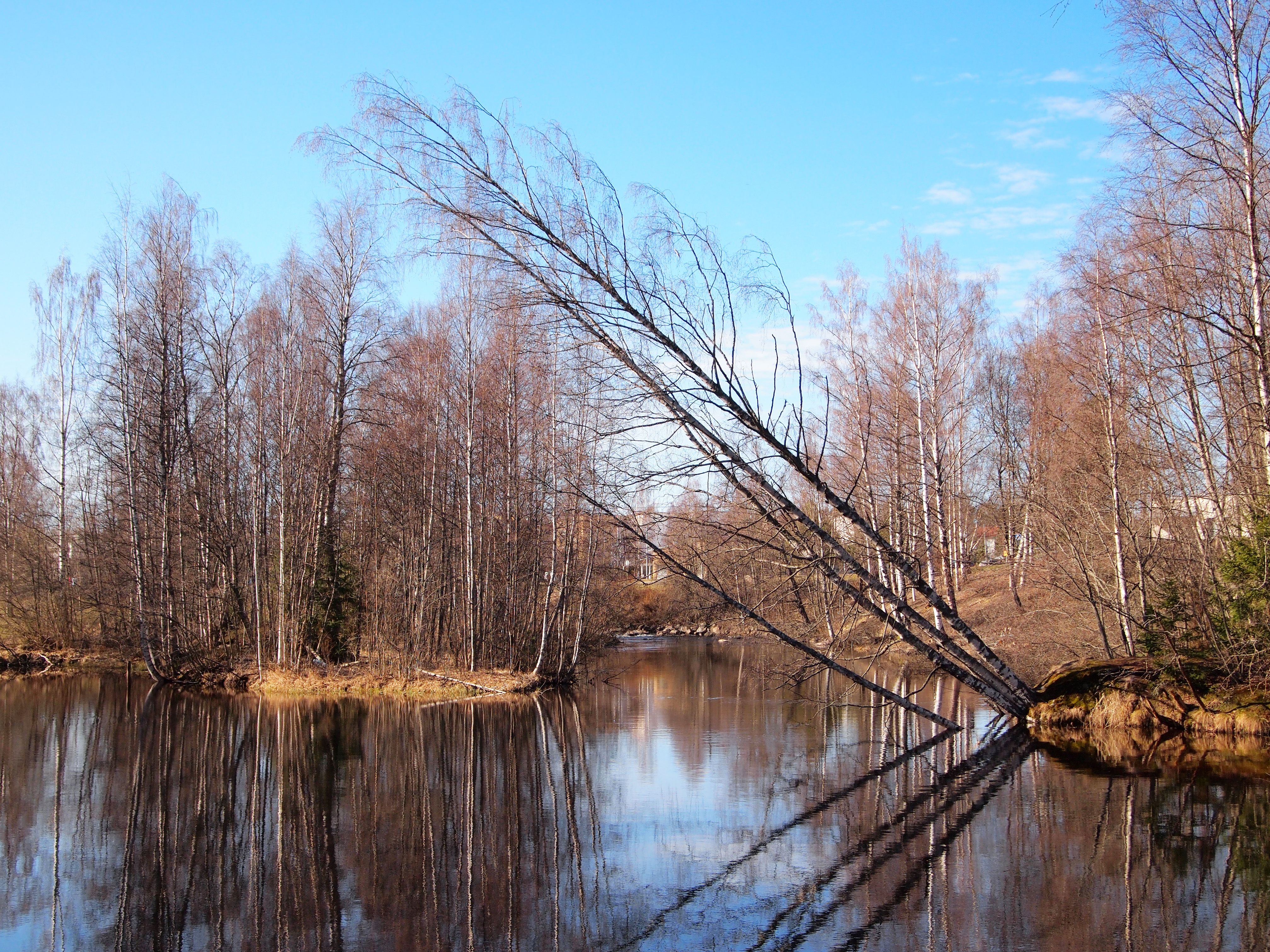 File:Muuramenjoki tilted tree.jpg - Wikimedia Commons