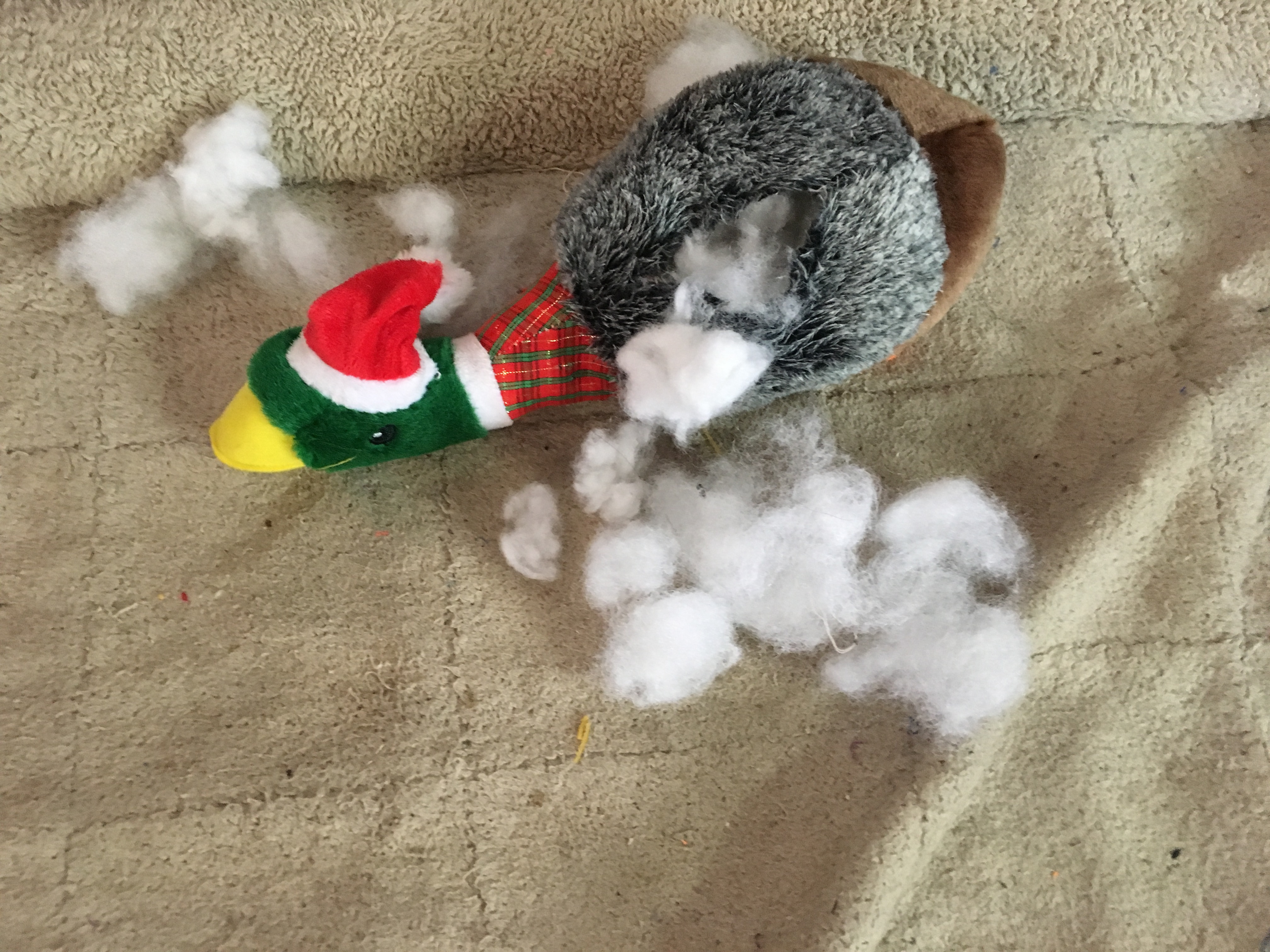Time to toy destruction: 5 minutes 12 seconds photo