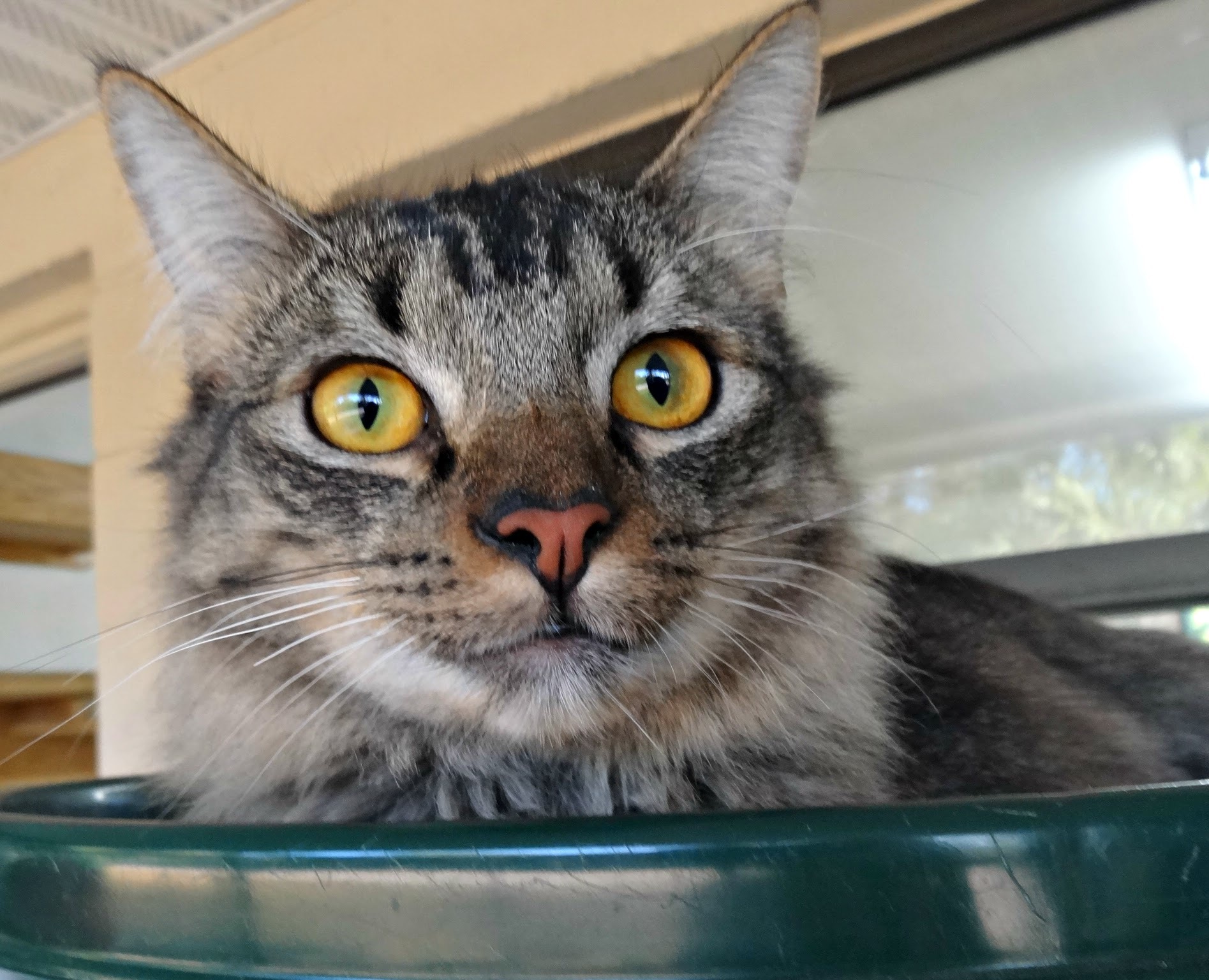 Cat for Adoption – Timmy, near Ruskin, FL | Petfinder