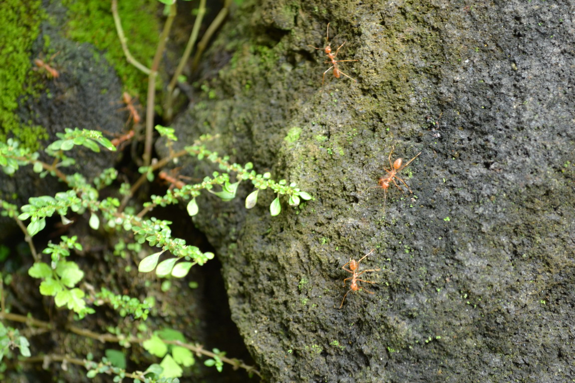 Tiny ants walking on a rock photo