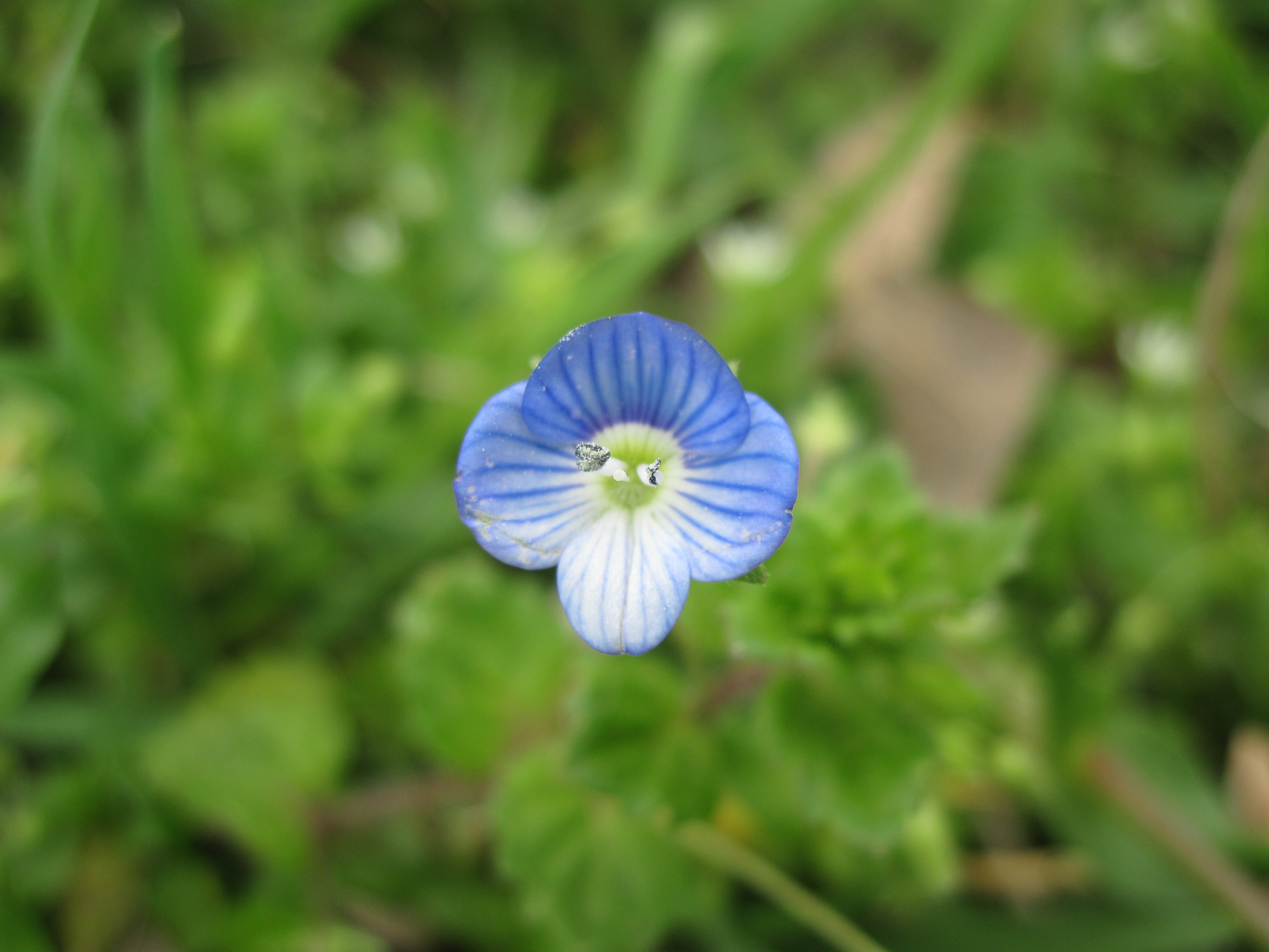 Tiny beautiful blue flower photo