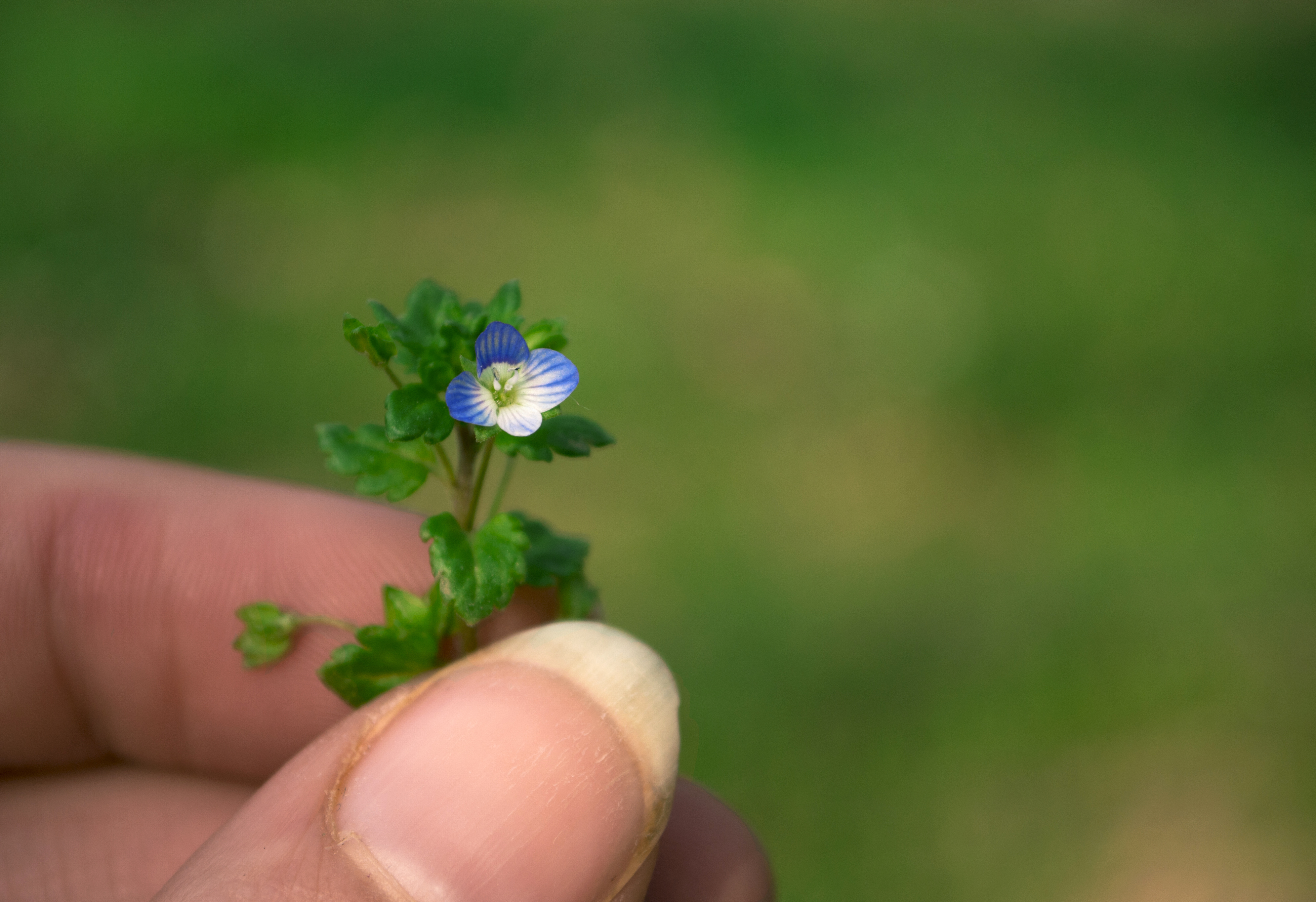 Tiny Blue Flower 1 by Hollys-Critters on DeviantArt