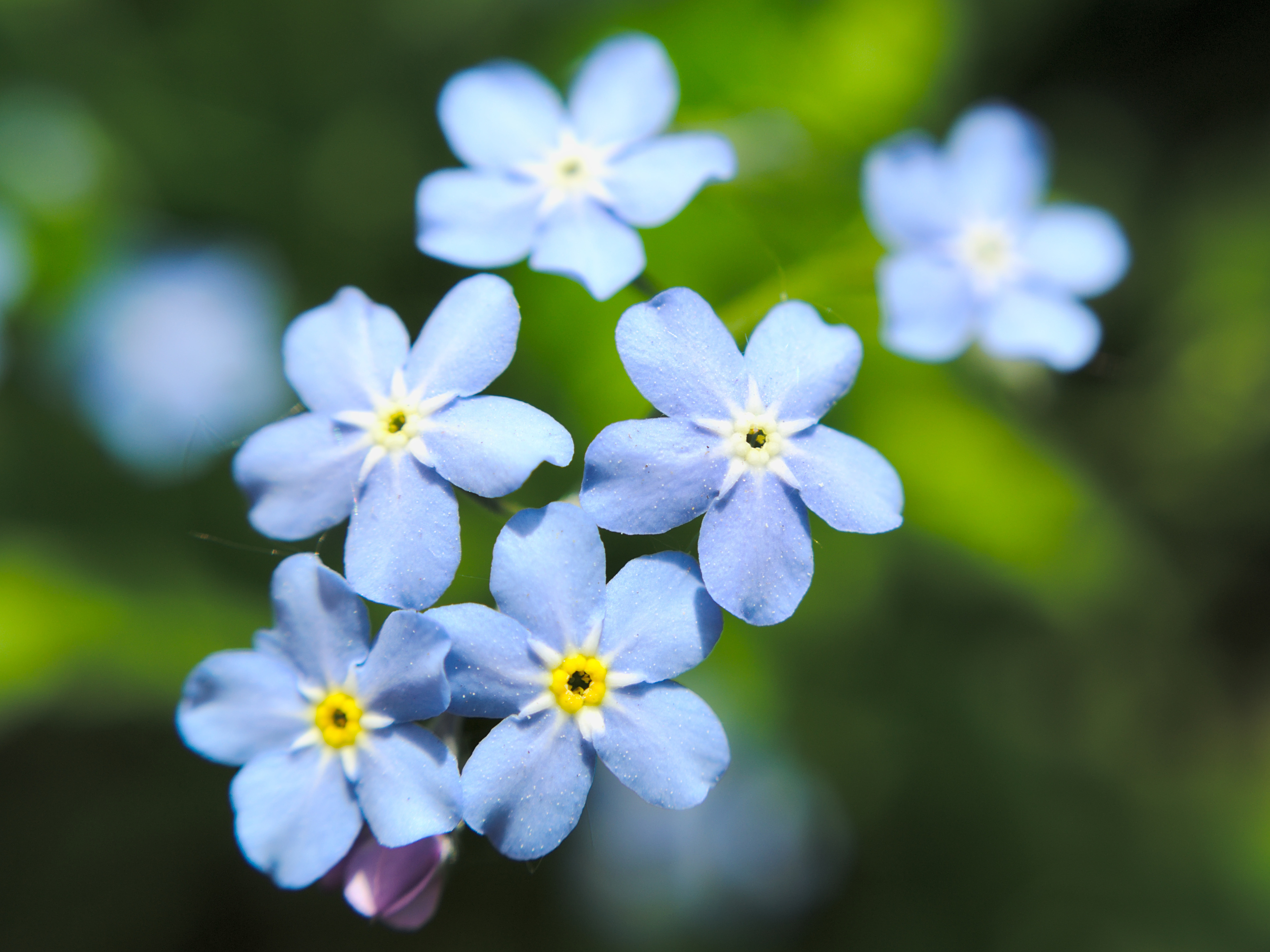 Free Photo Tiny Blue Flowers Beautiful Flowers Spring Free Download Jooinn