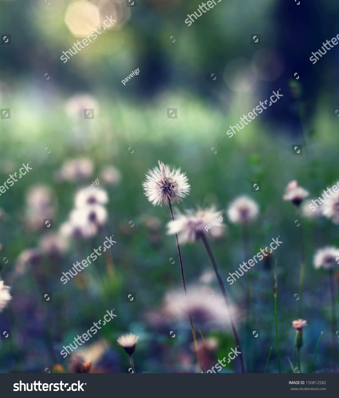 Tiny Dandelions Green Meadow Stock Photo 150812582 - Shutterstock