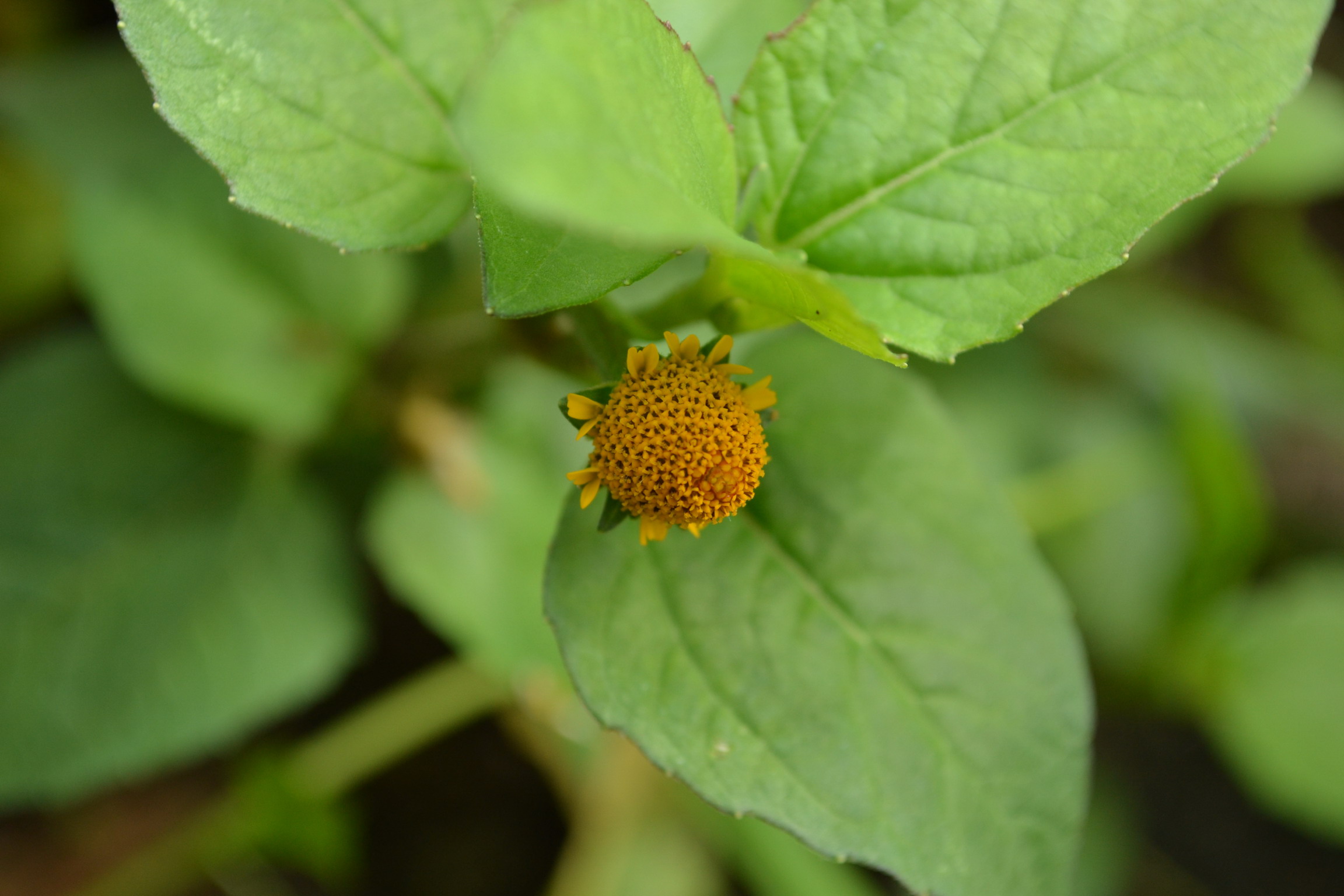 Tiny flower looks like wasp nest photo