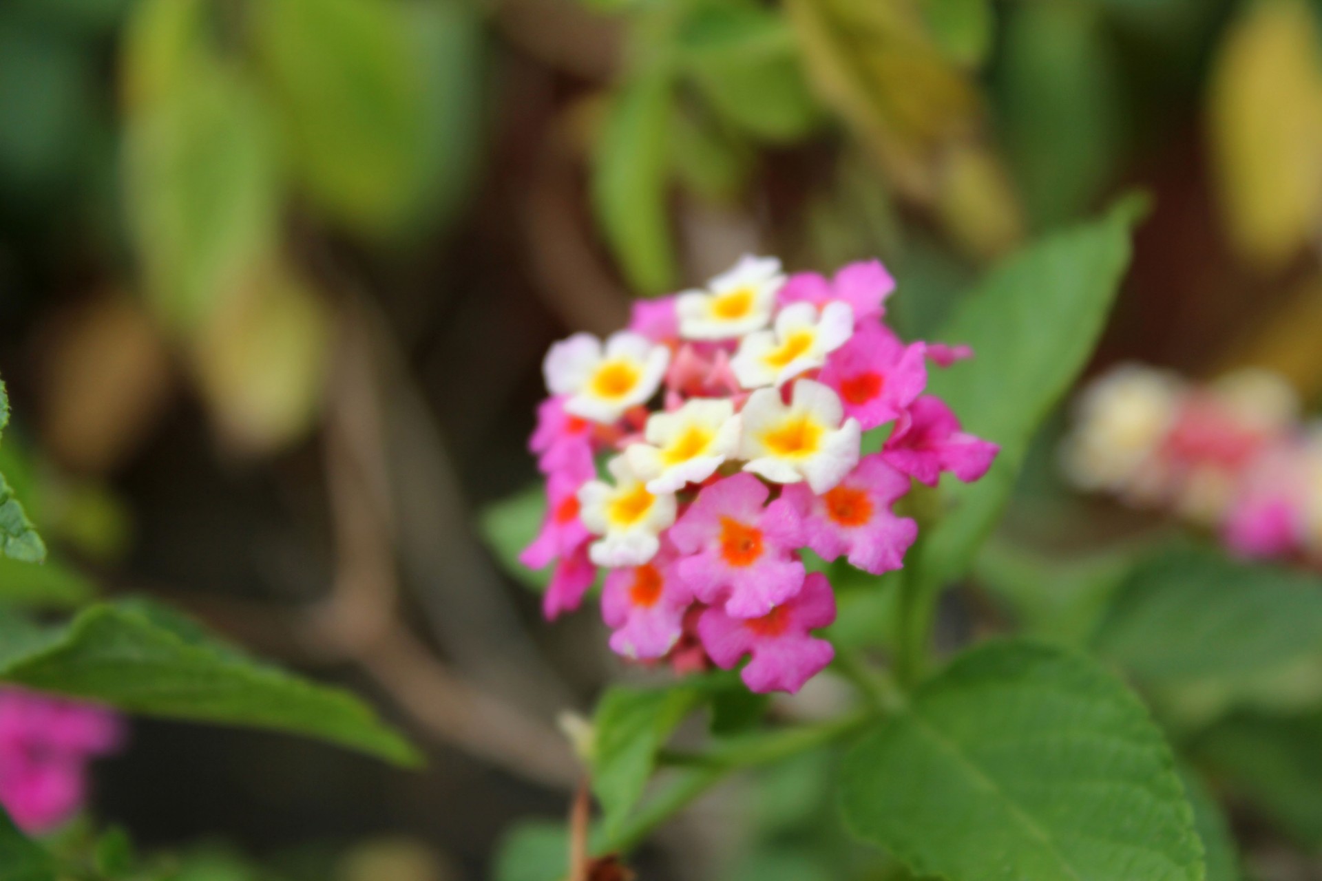 Blurry Tiny Flowers Free Stock Photo - Public Domain Pictures