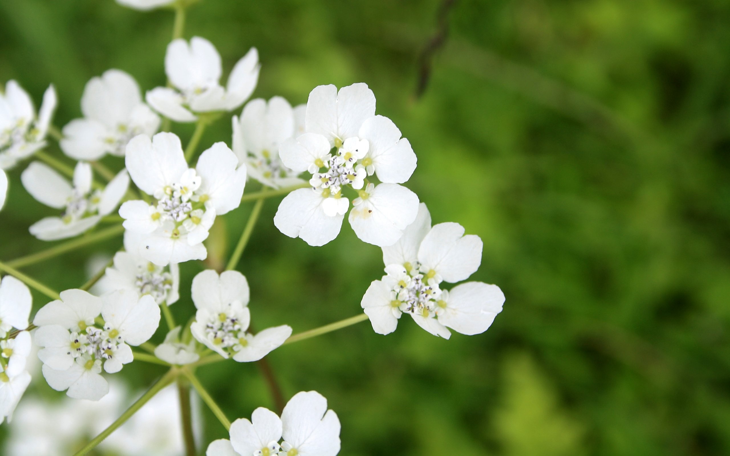 Flowers: White Tiny Flowers Awesome Nature Picture Gallery for HD 16 ...