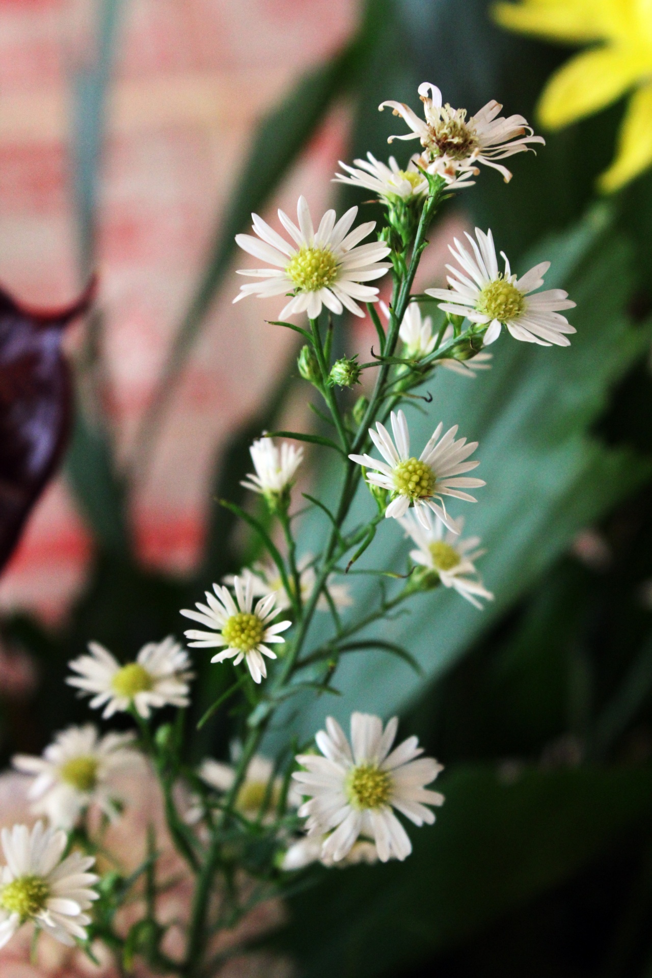 White Tiny Flowers Free Stock Photo - Public Domain Pictures