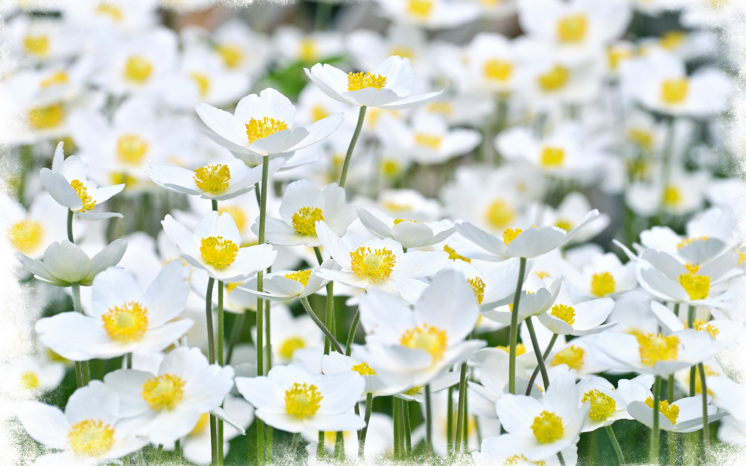Flower Nature Small White Tiny Flowers Wallpaper Hd Free Download ...