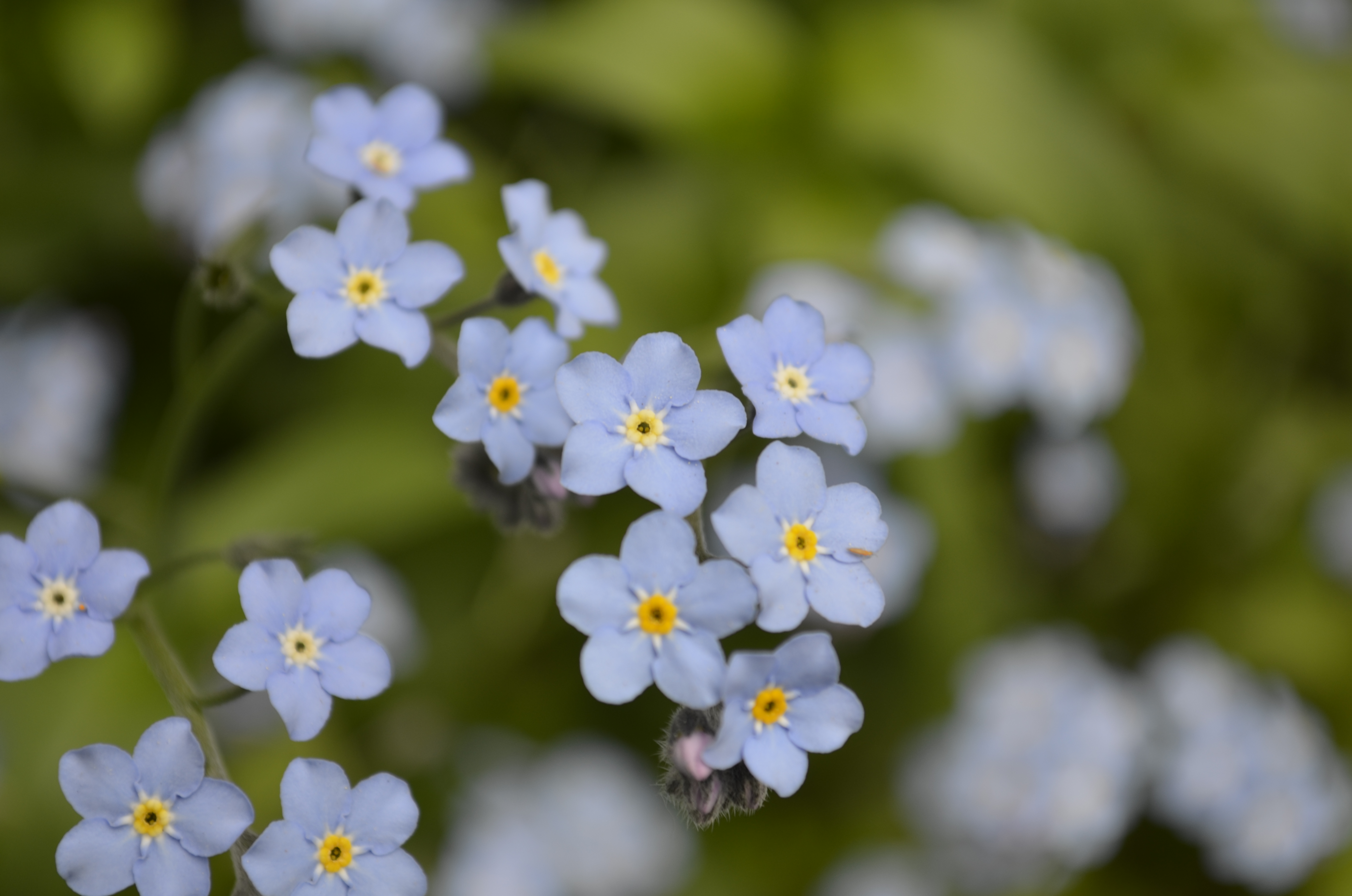 Tiny Blue Flowers… | She's got the heart of a ballerina...
