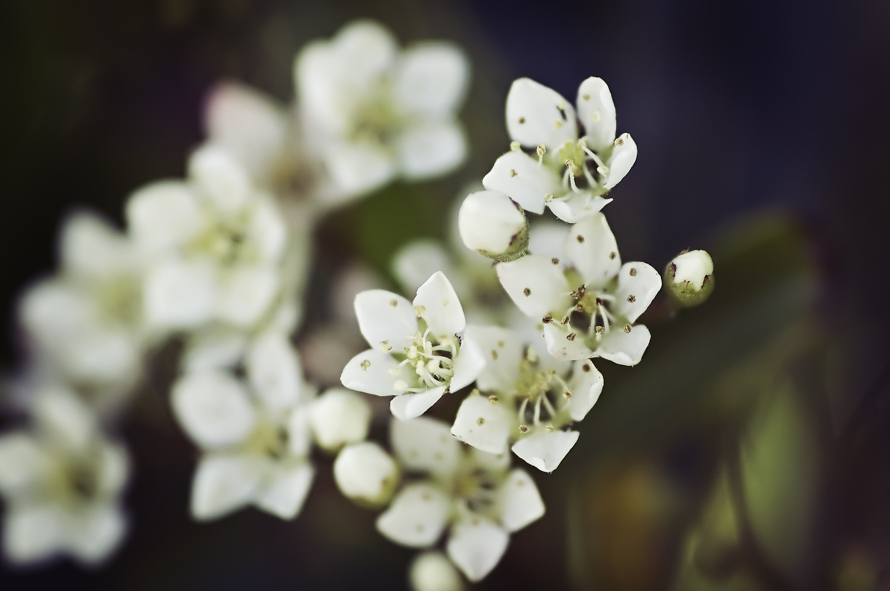 Teeny tiny flowers | HealthSkills Blog