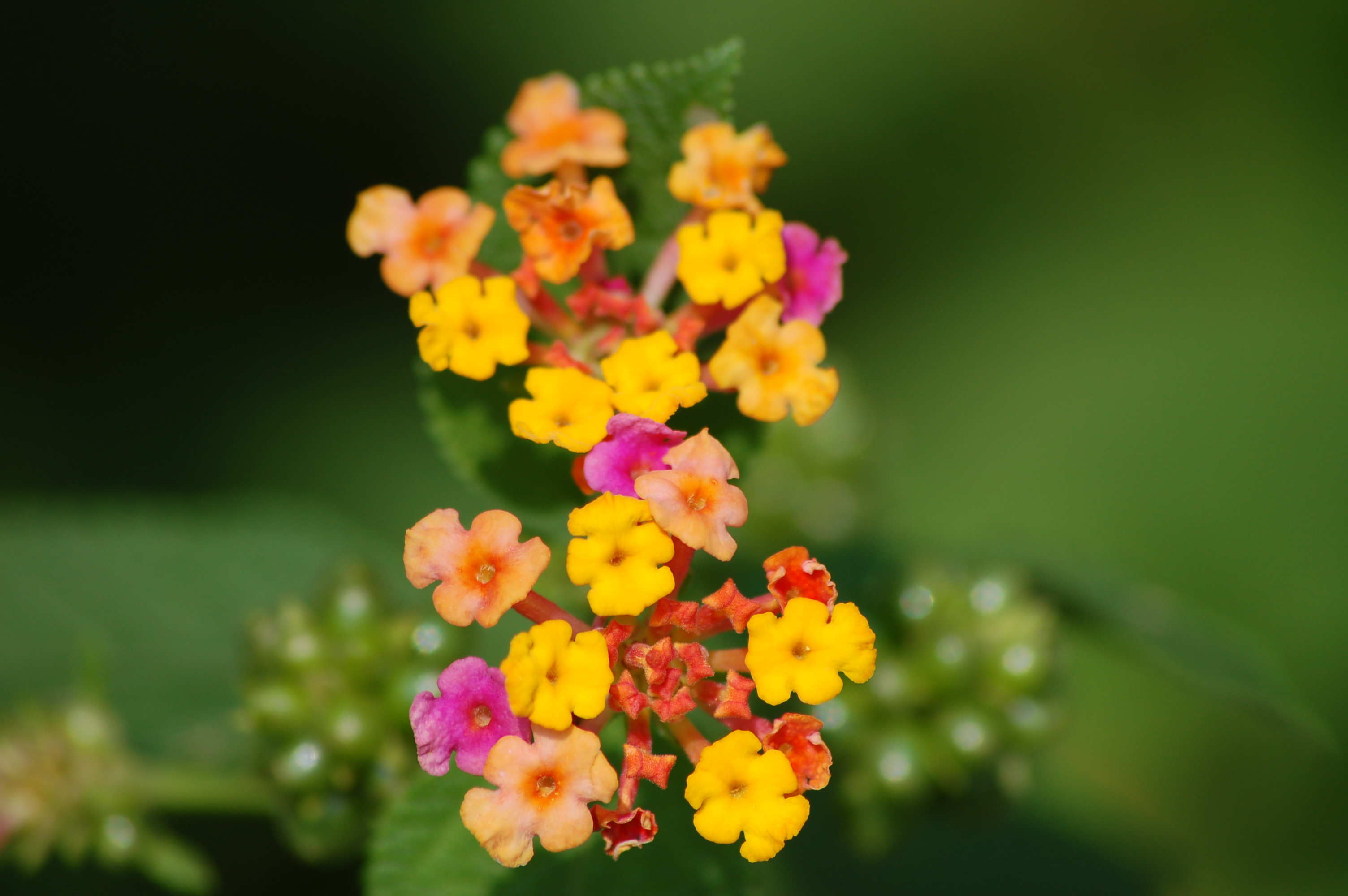 File:Tiny Flowers @ Hong Kong Wetlands Park (2037716337).jpg ...