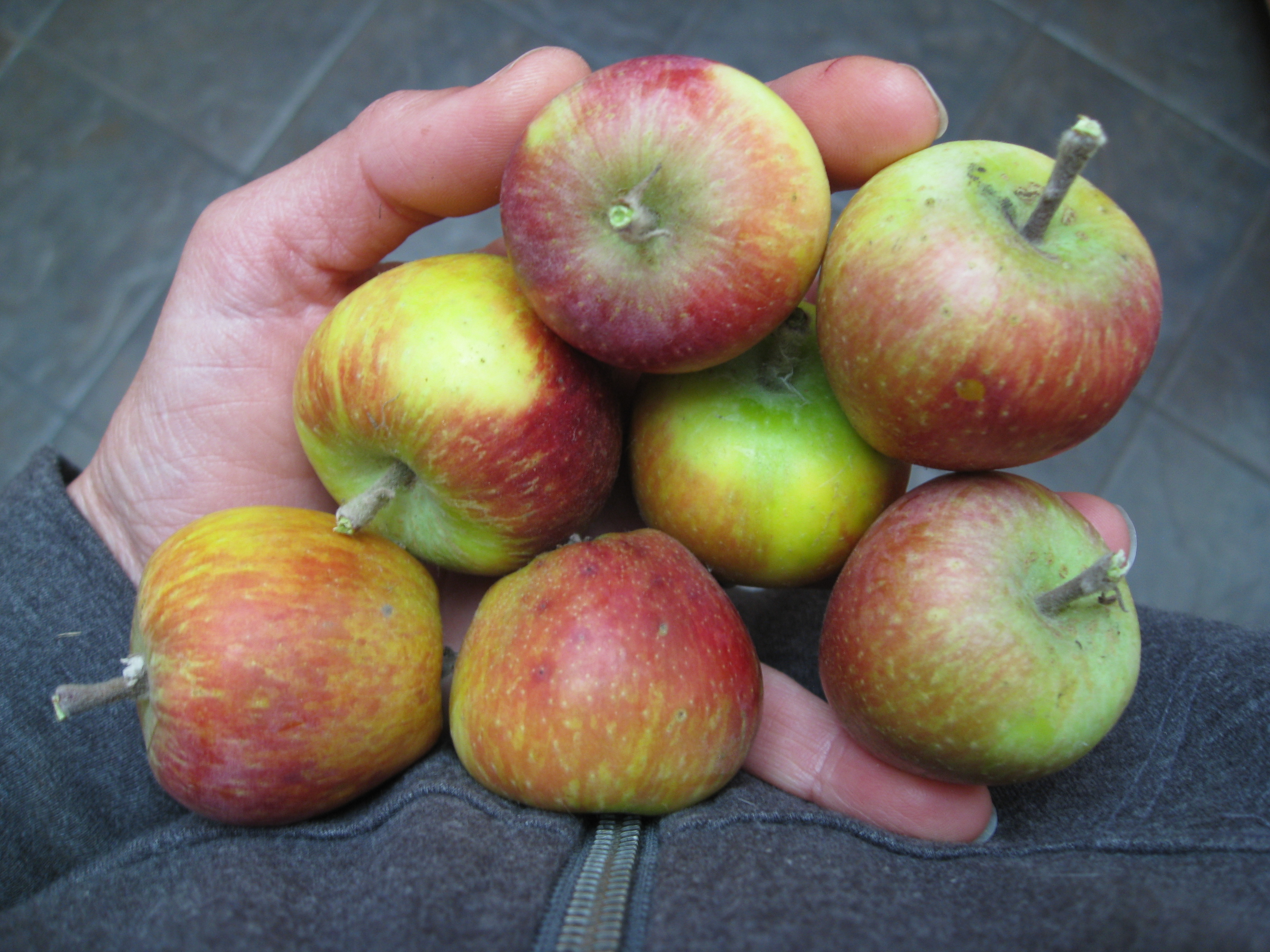 Thinning Fruit on Apple Trees - Gardenerd