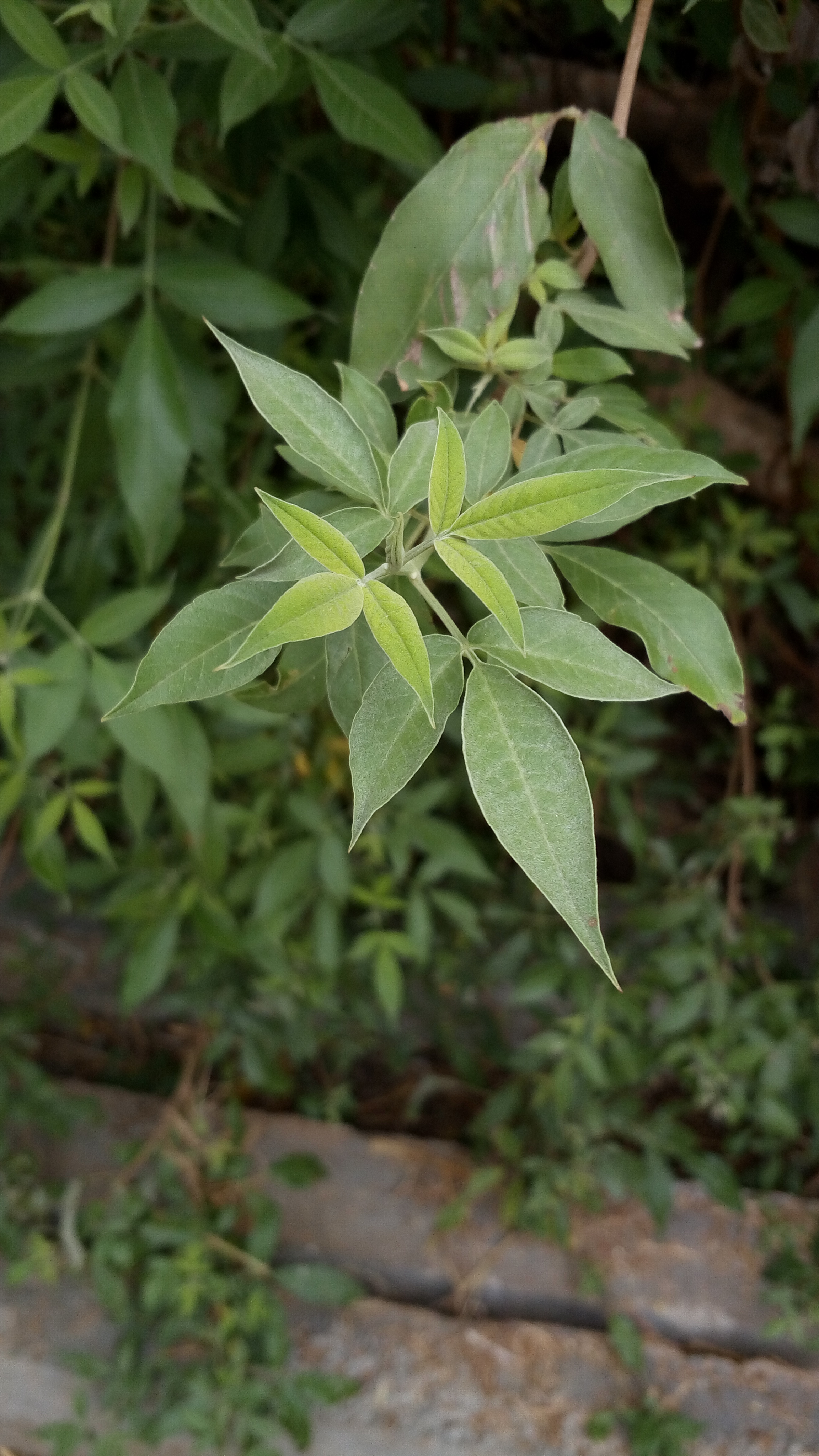 File:Tiny leaves.jpg - Wikimedia Commons